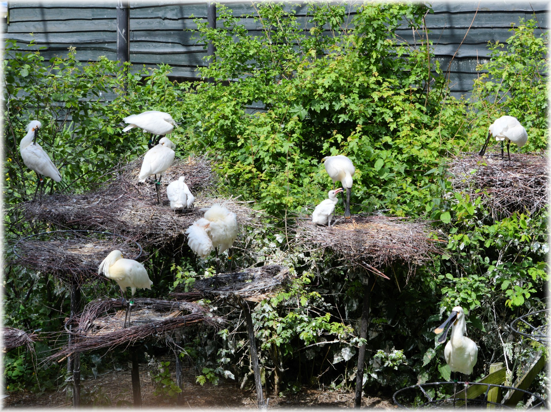 spoonbill young nature free photo