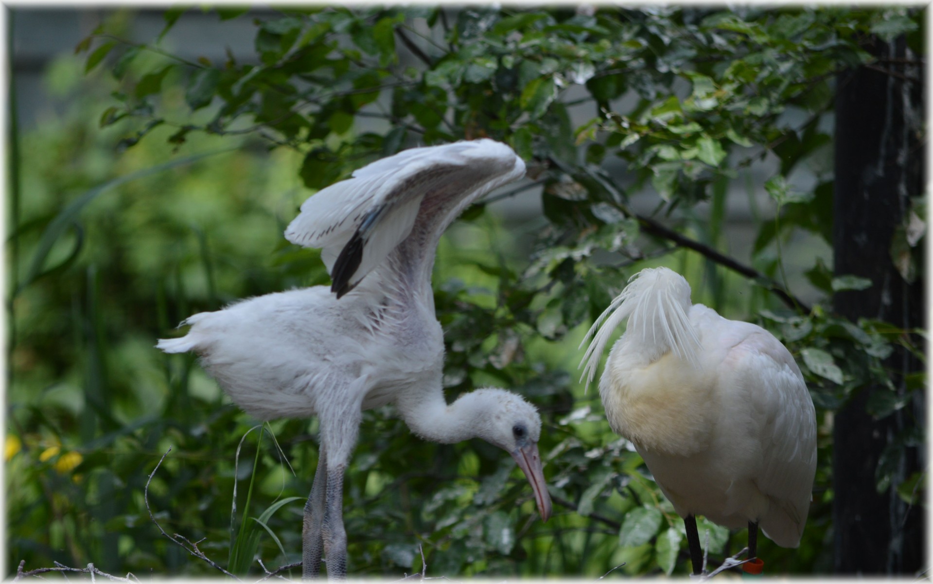 spoonbill young nature free photo