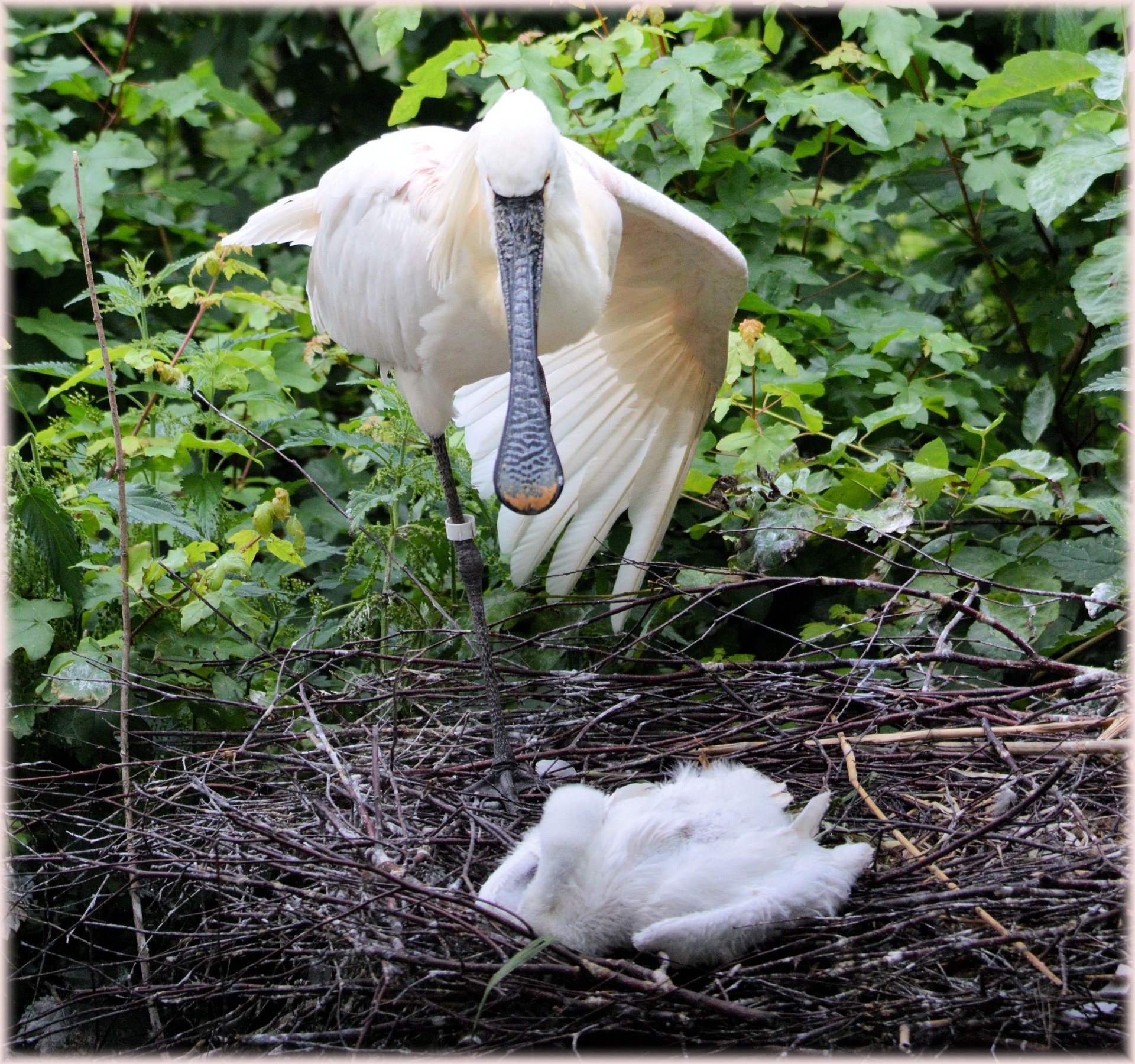 spoonbill young nature free photo