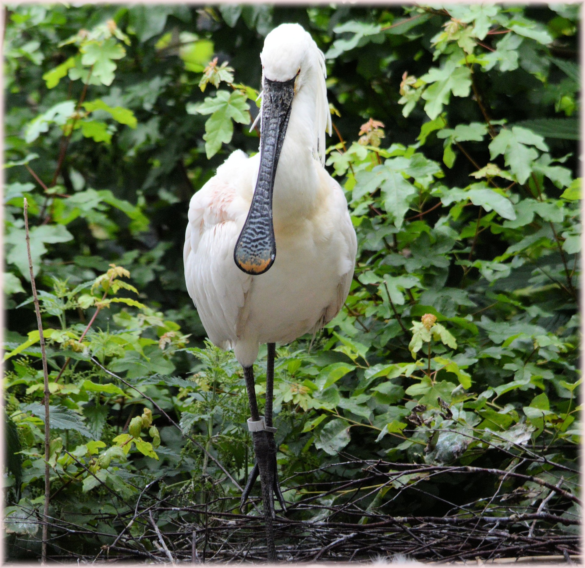 spoonbill young nature free photo