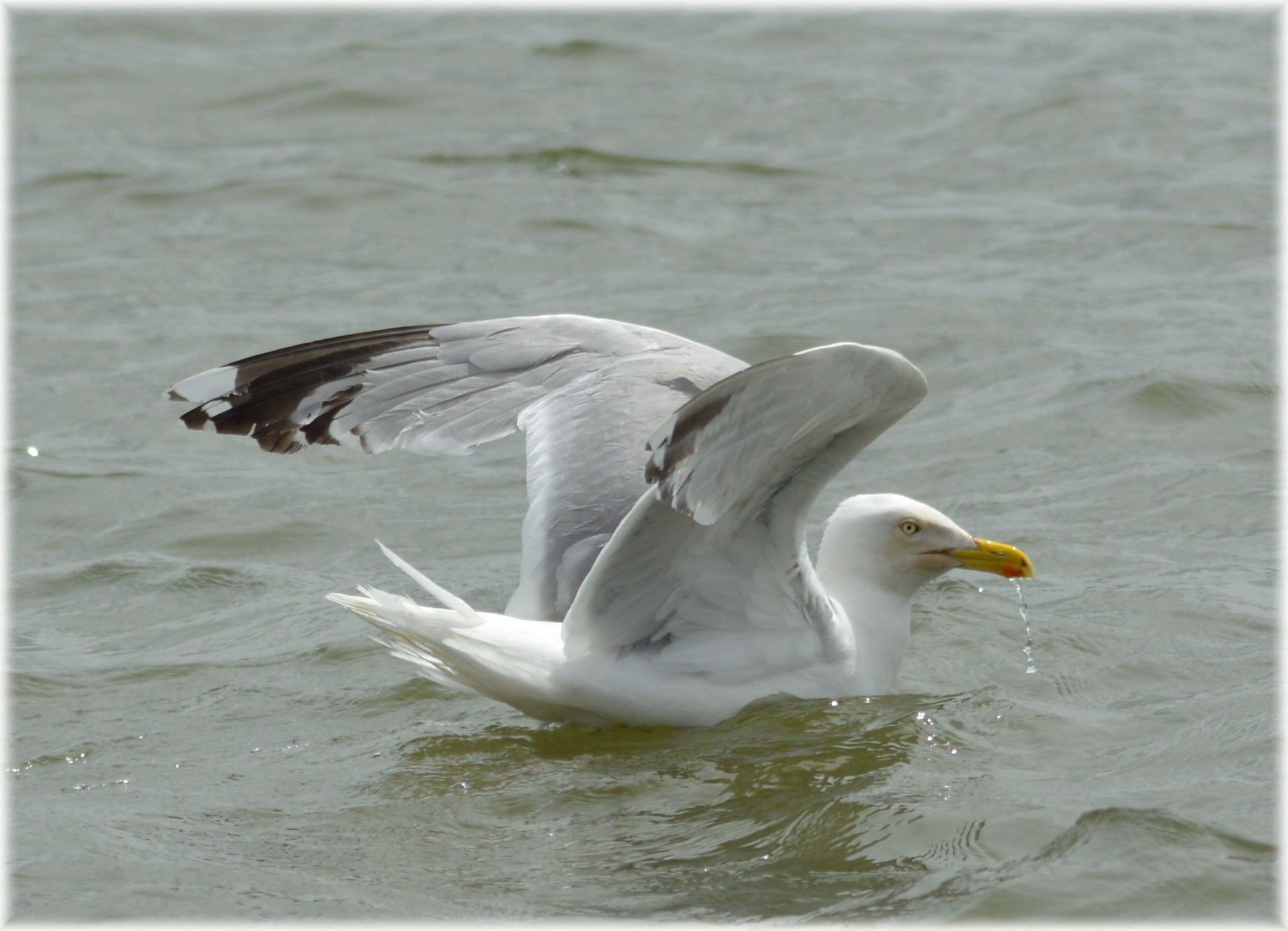 seagull bird free free photo