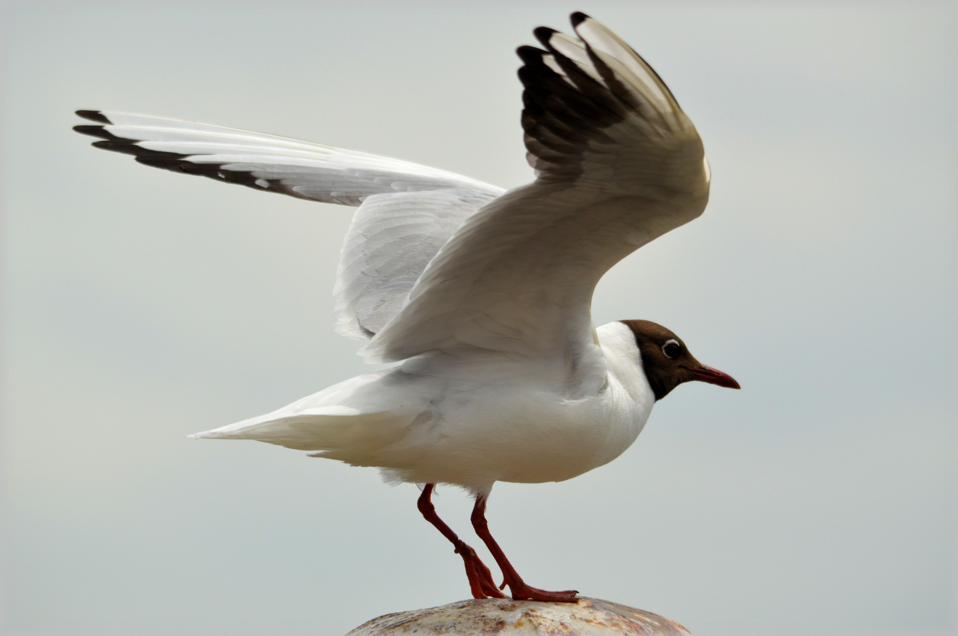 seagull bird free free photo