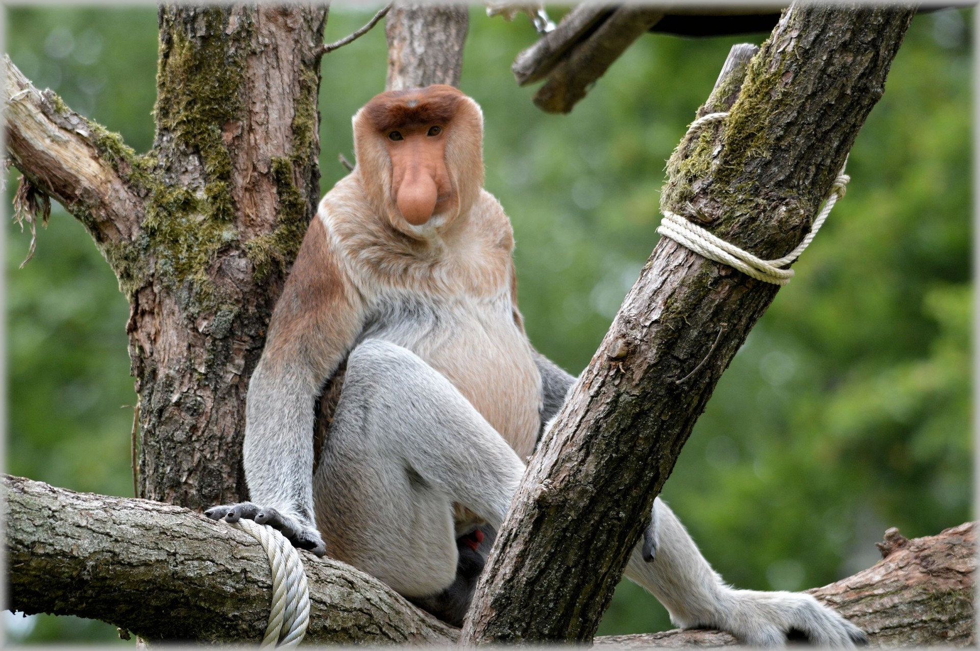 proboscis monkey monkey rare free photo