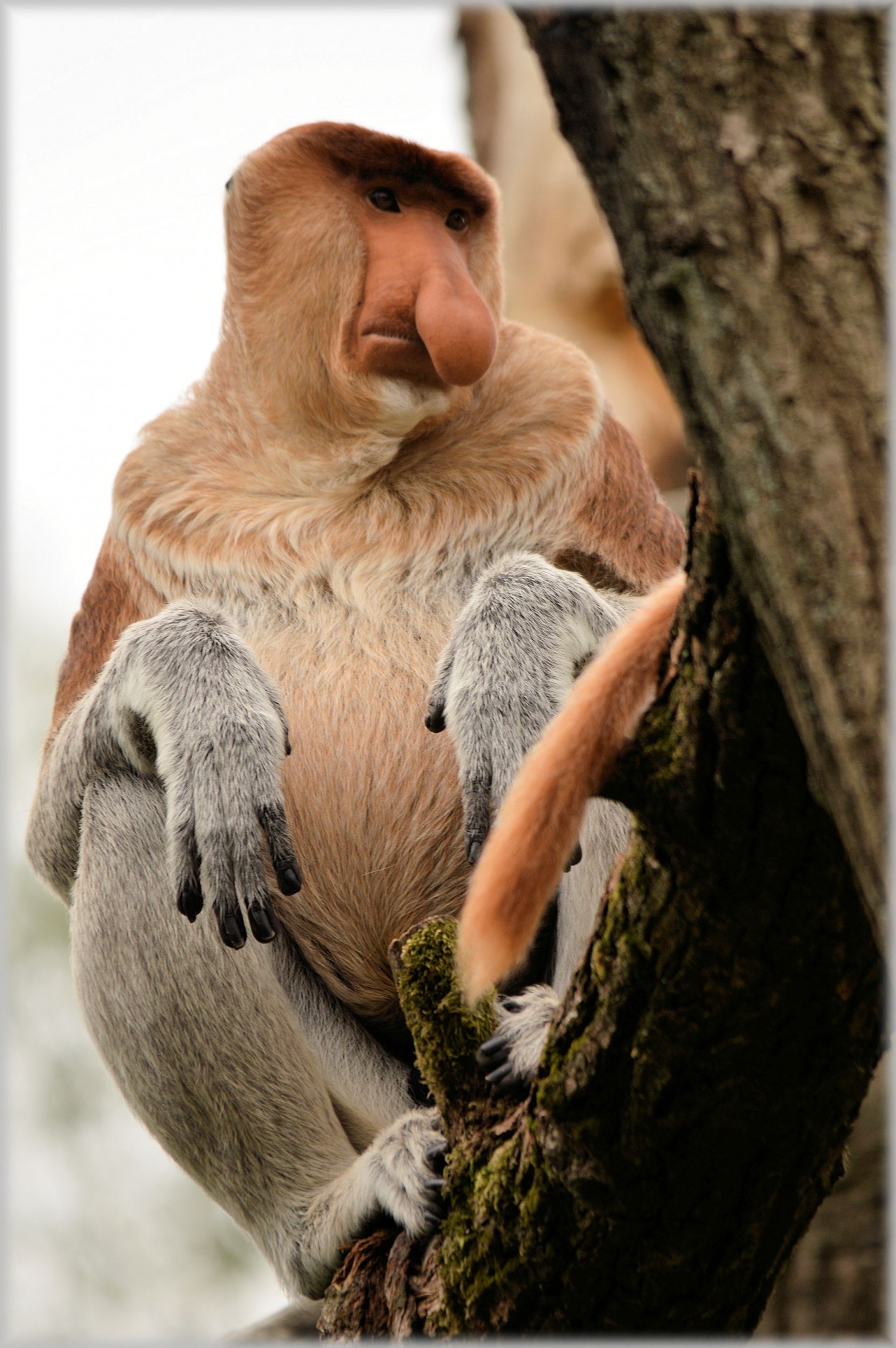 proboscis monkey monkey rare free photo