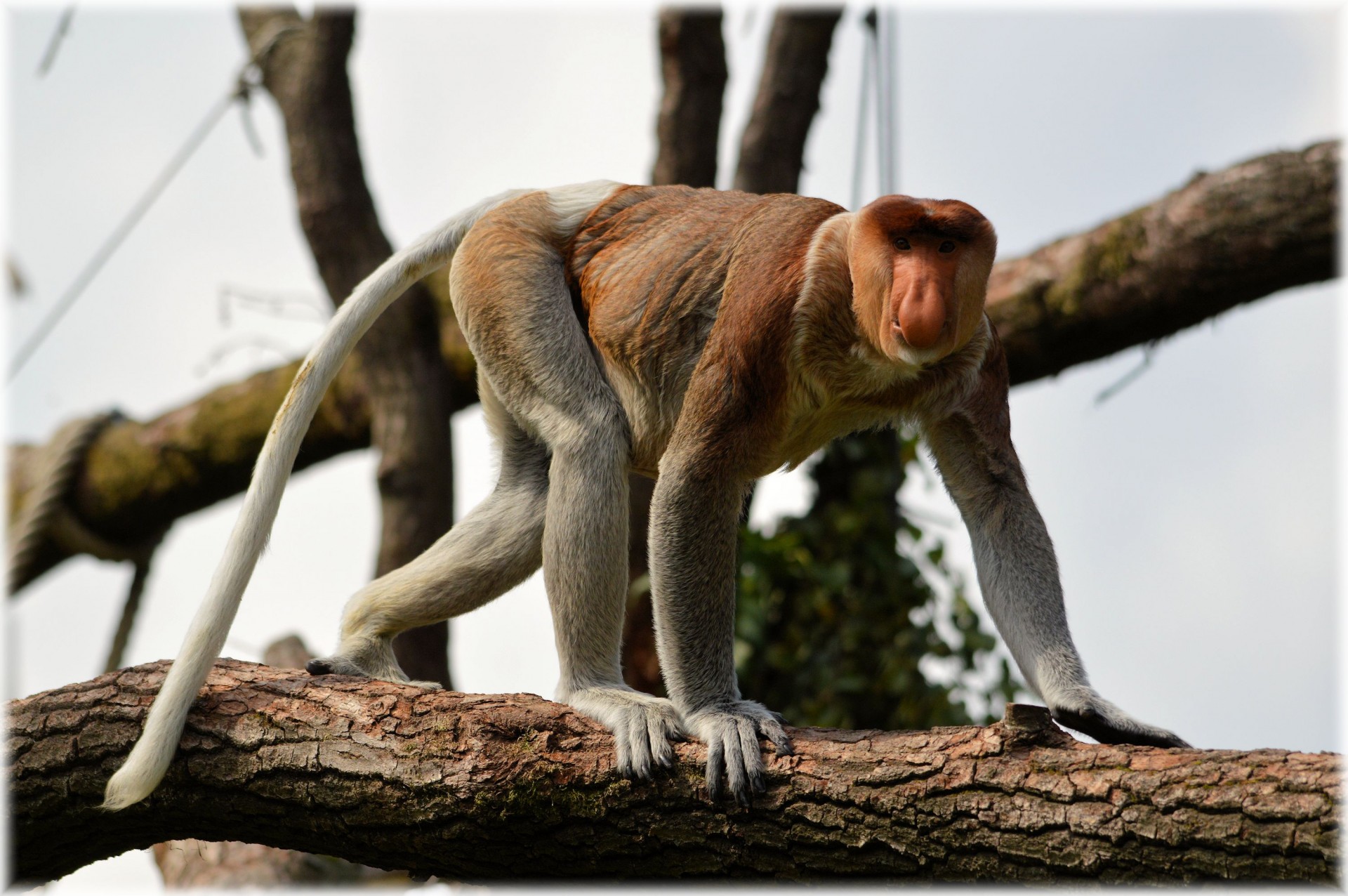 proboscis monkey rare monkey free photo