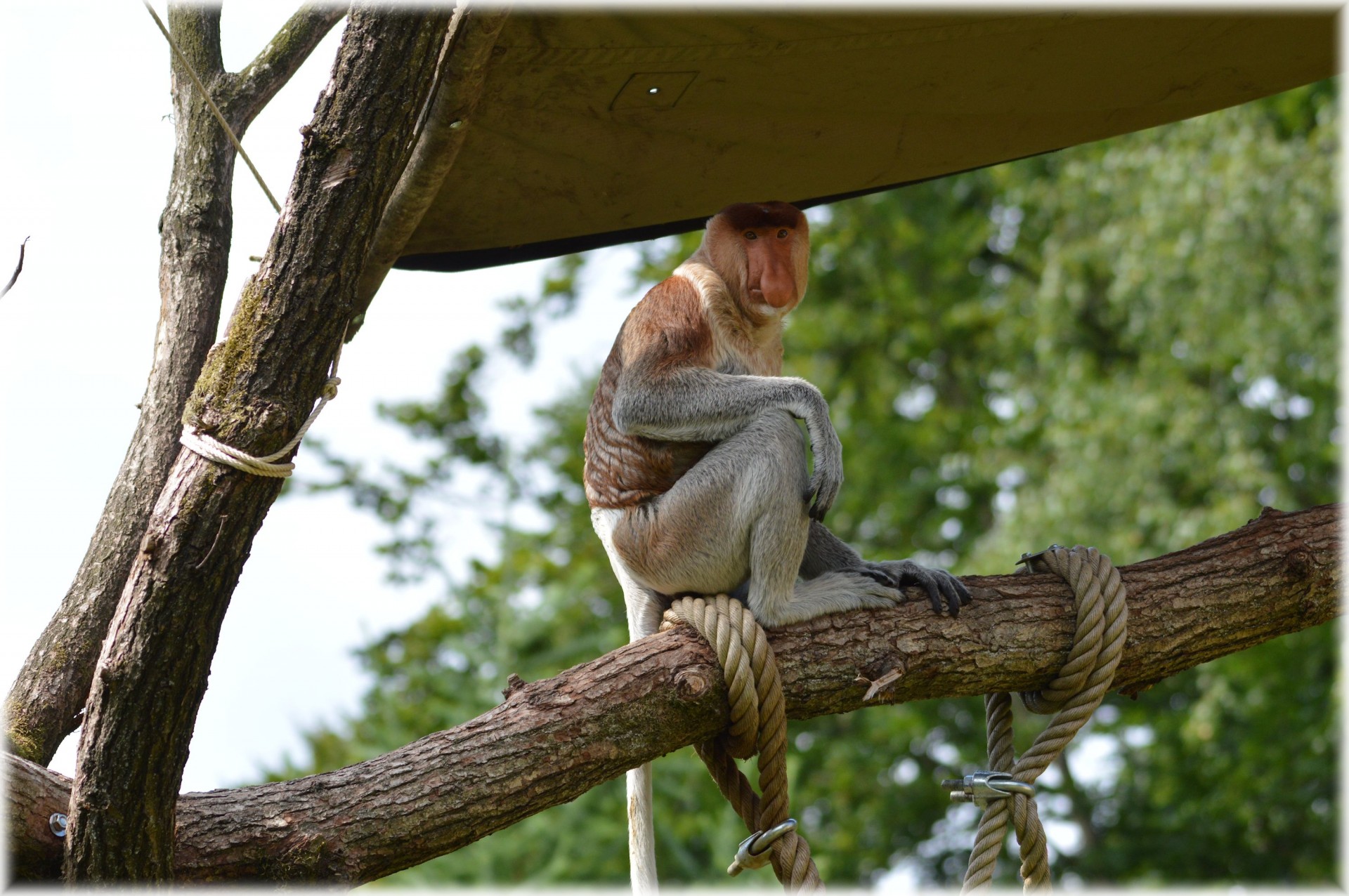 proboscis monkey rare monkey free photo