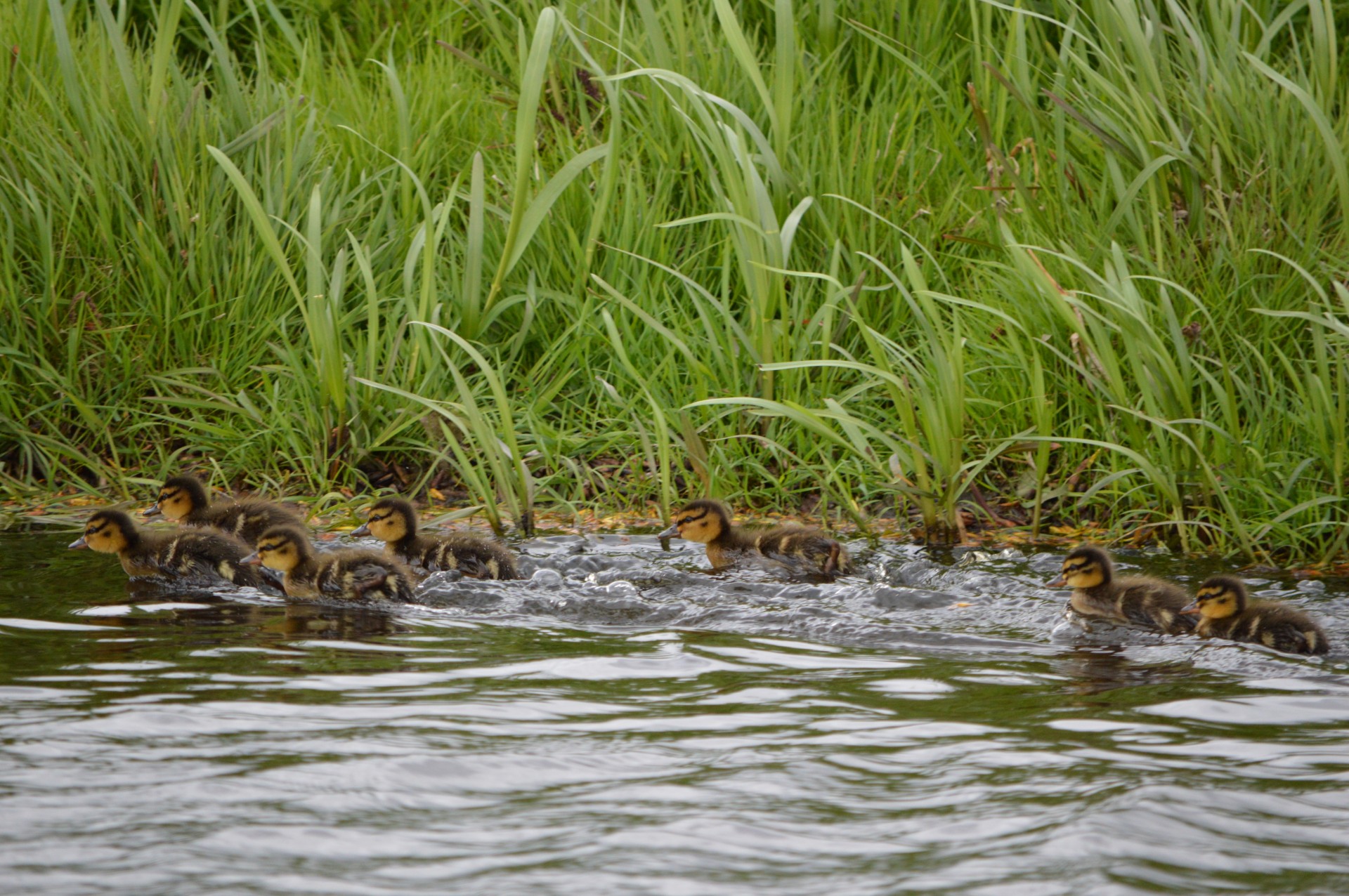 duck water water bird free photo