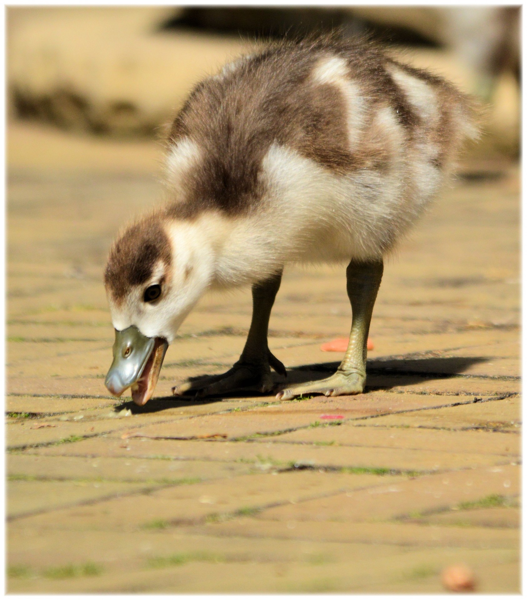 goose nile goose youngs free photo