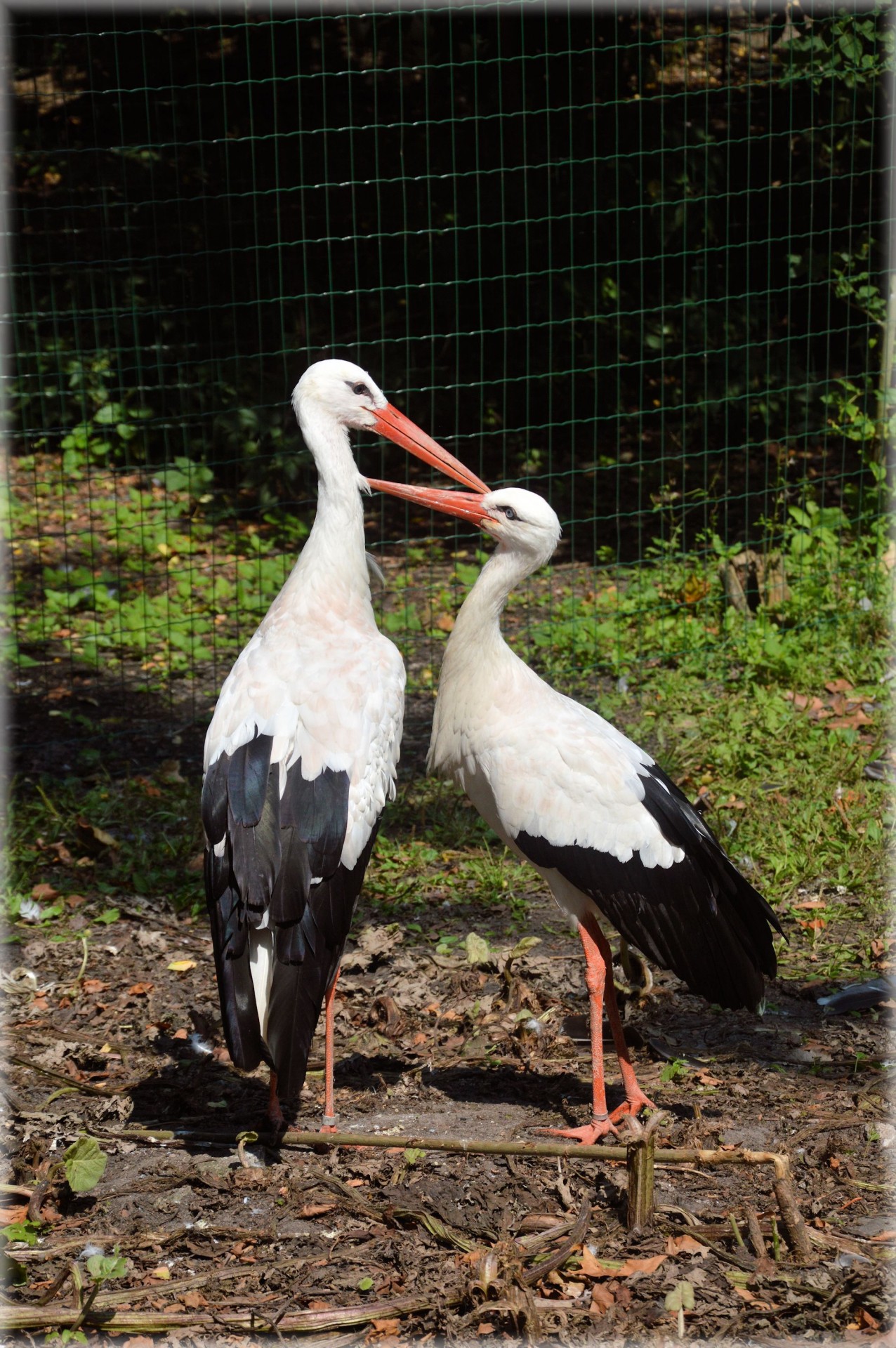 stork bird water free photo