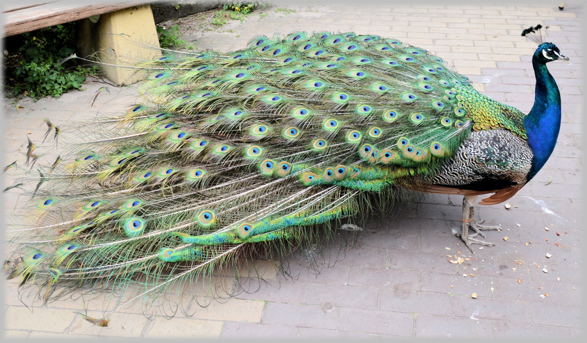 peacock proud bird colorful free photo