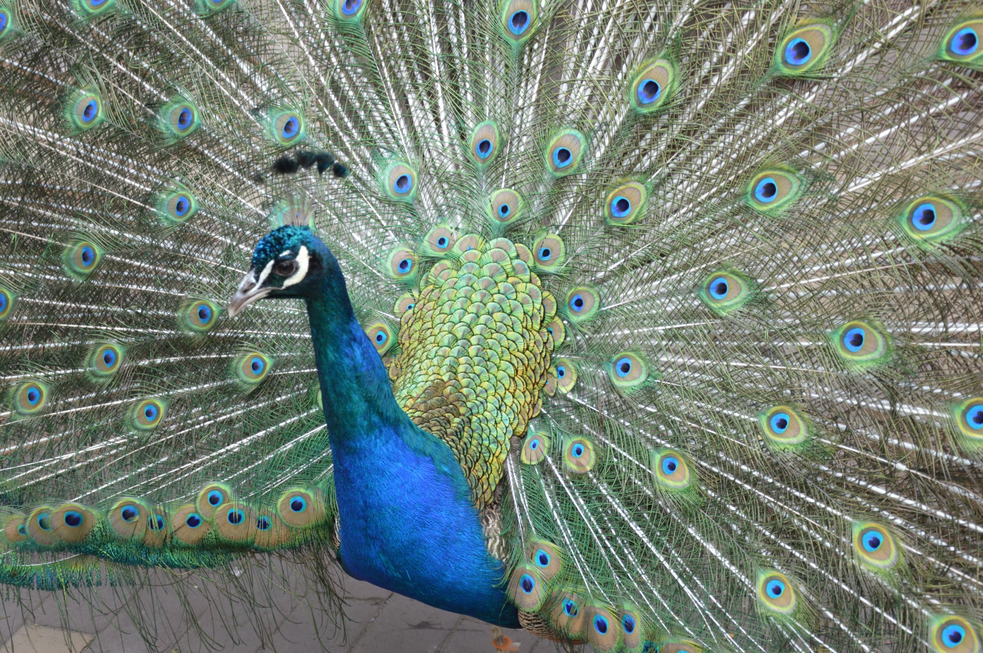 peacock proud bird colorful free photo