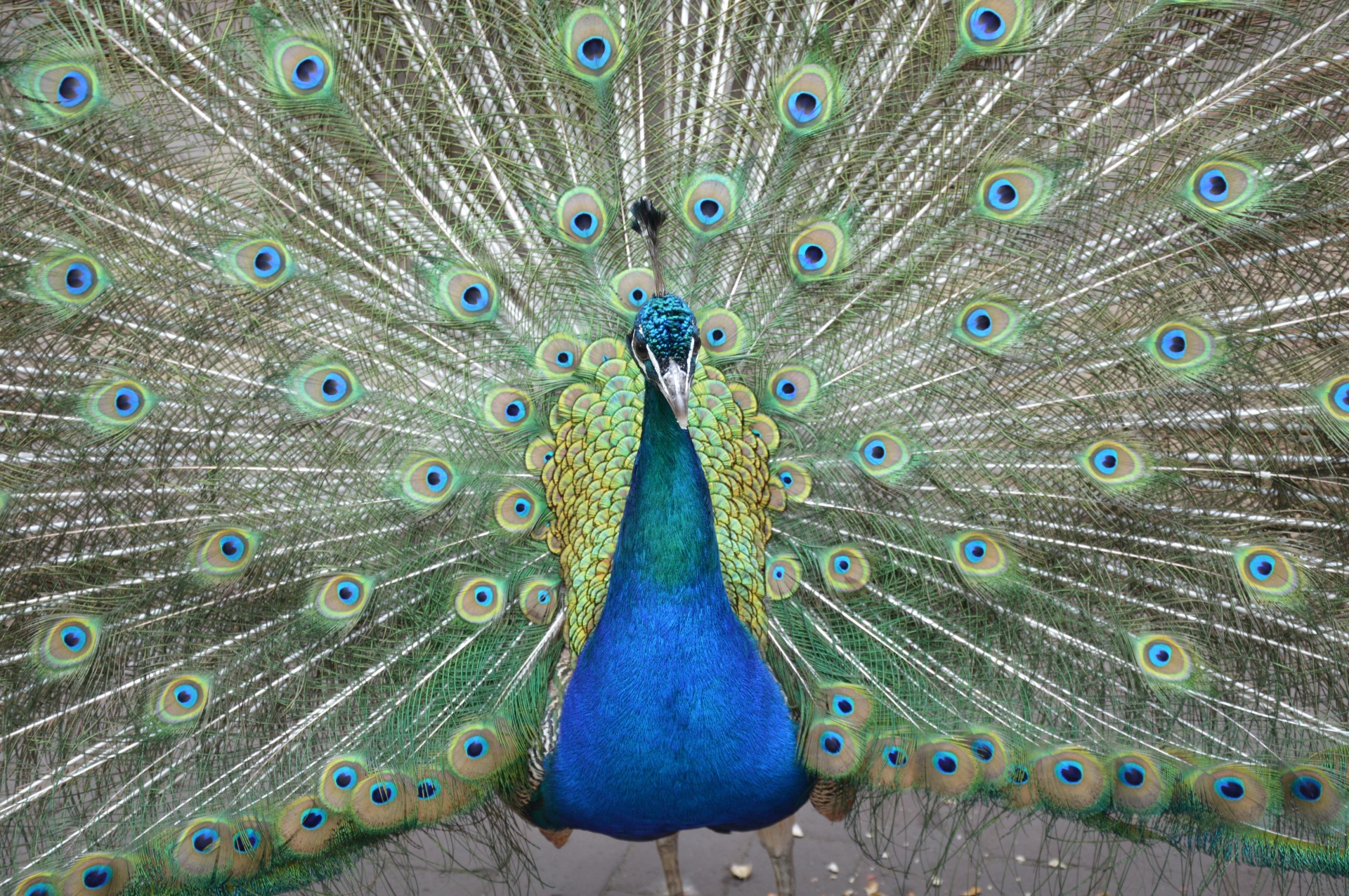 peacock proud bird colorful free photo