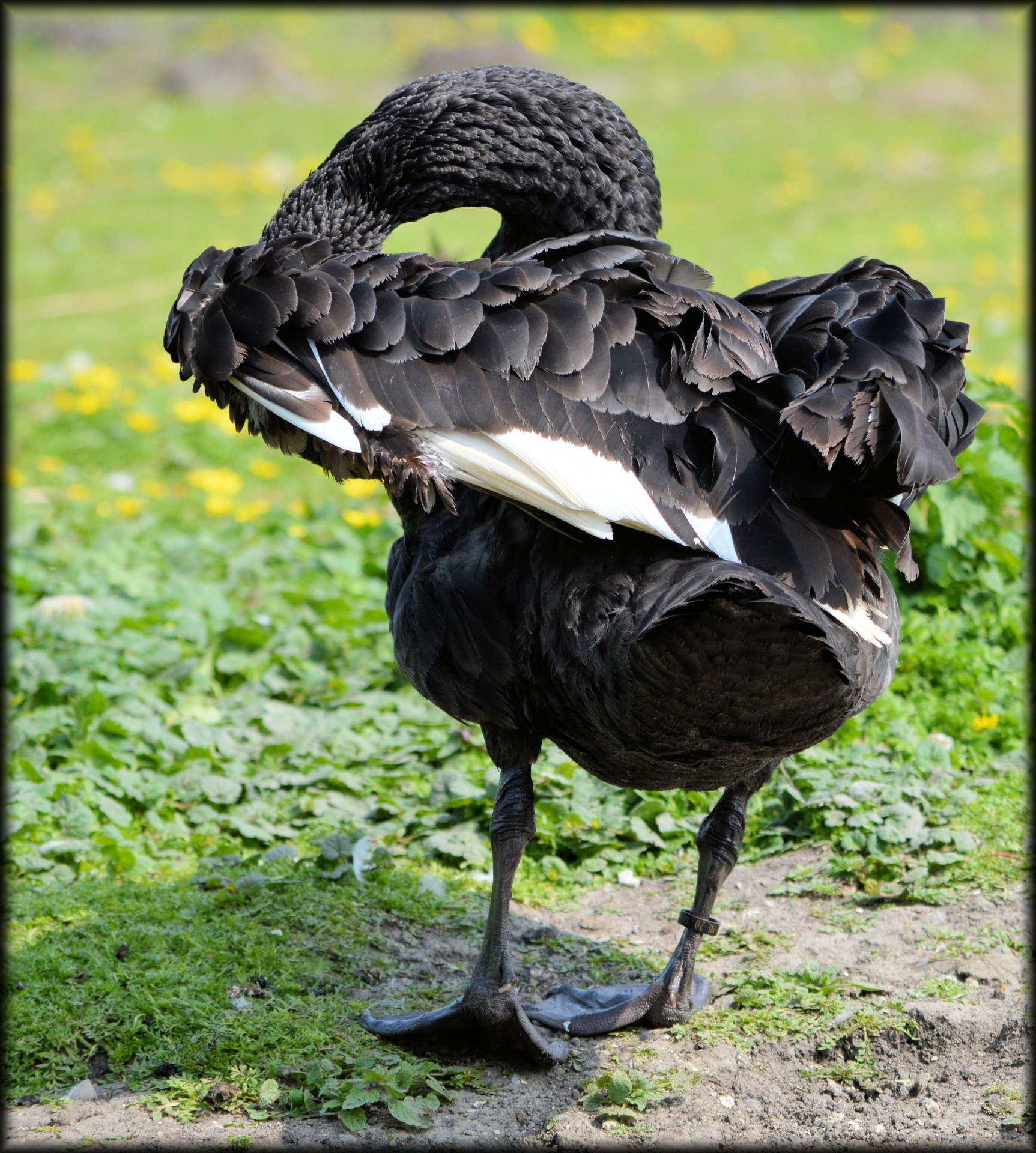 swan black brushing free photo