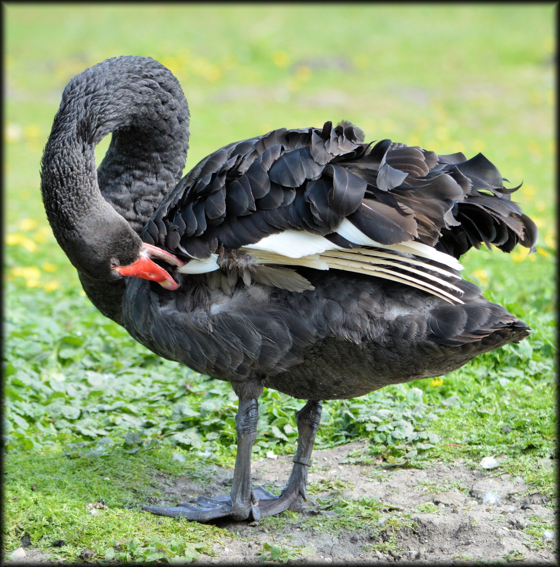 swan black brushing free photo