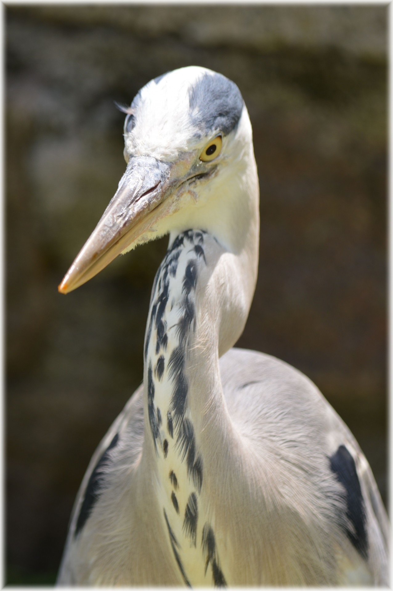 heron bird animal free photo