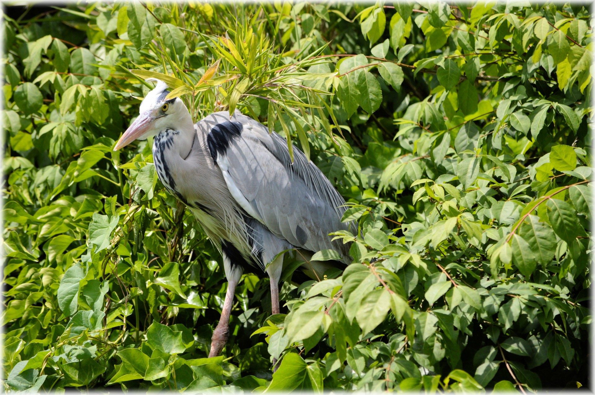 heron bird animal free photo