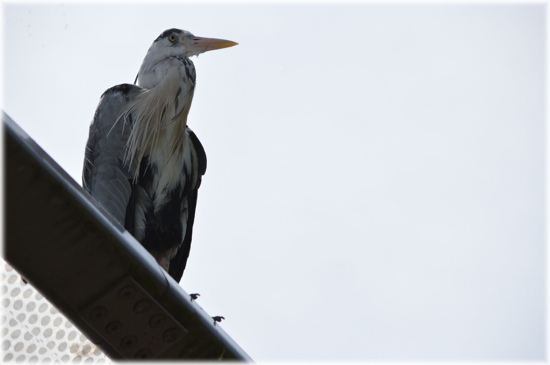 heron bird animal free photo