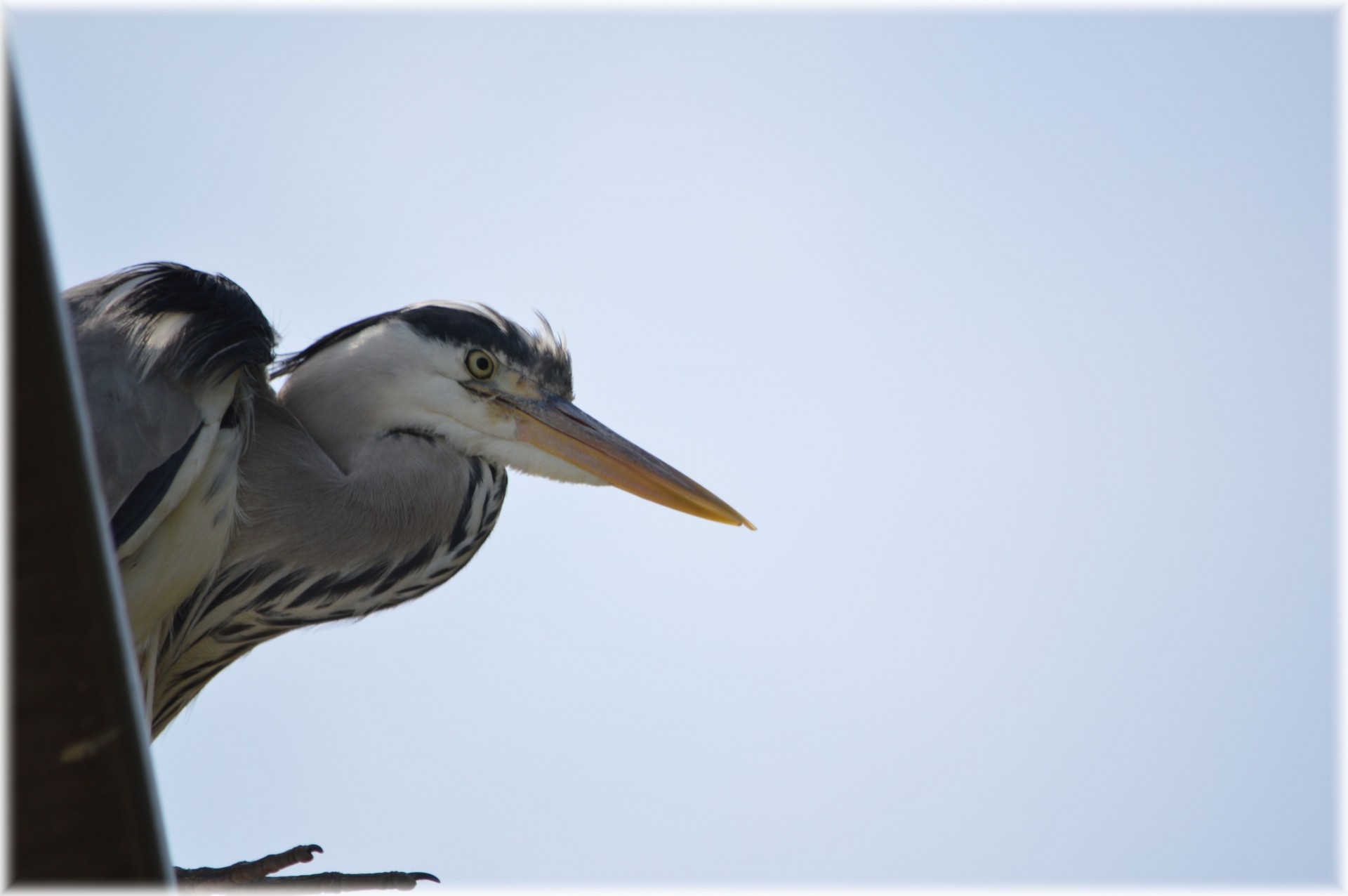 heron bird animal free photo