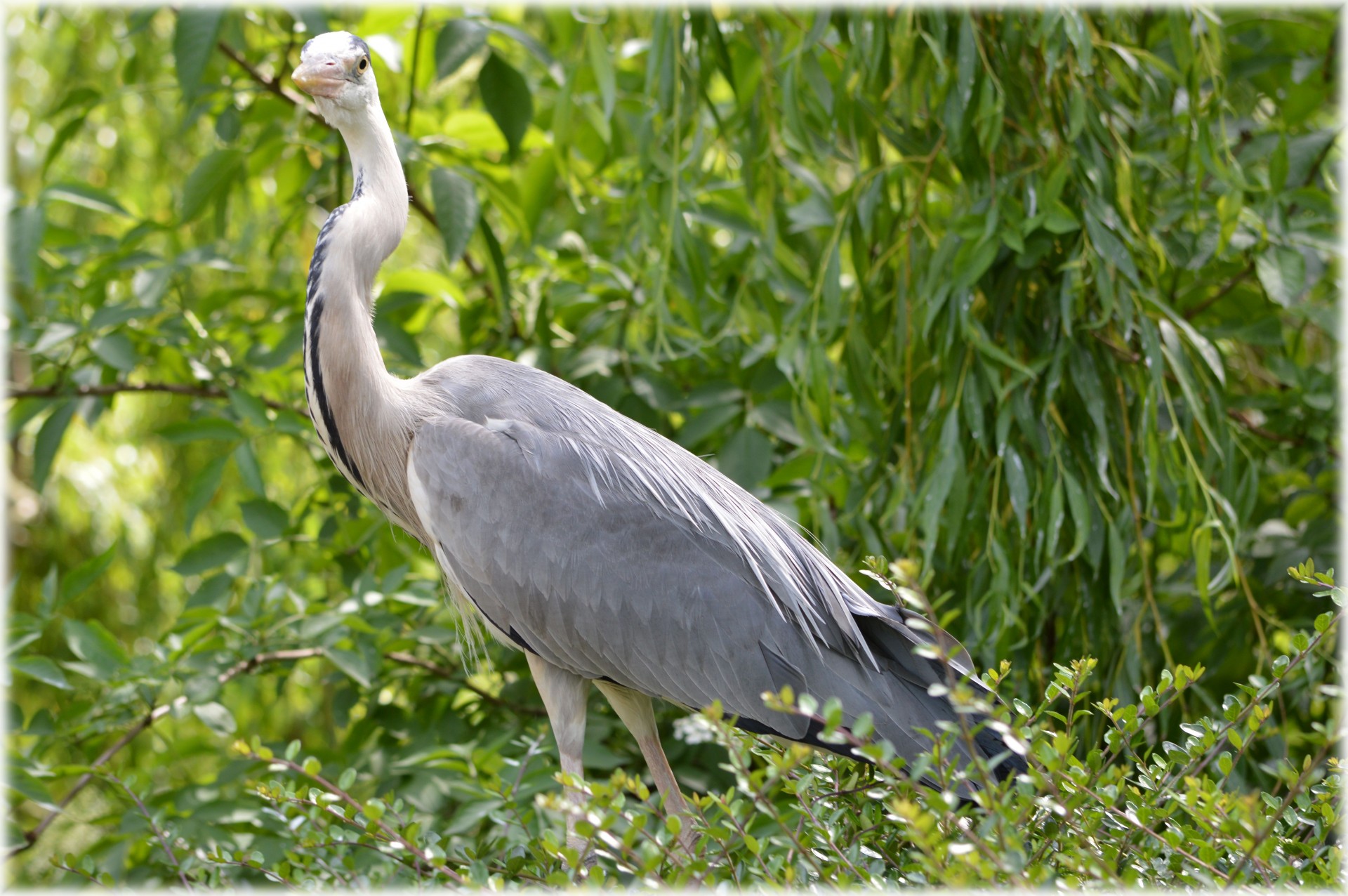 heron bird animal free photo