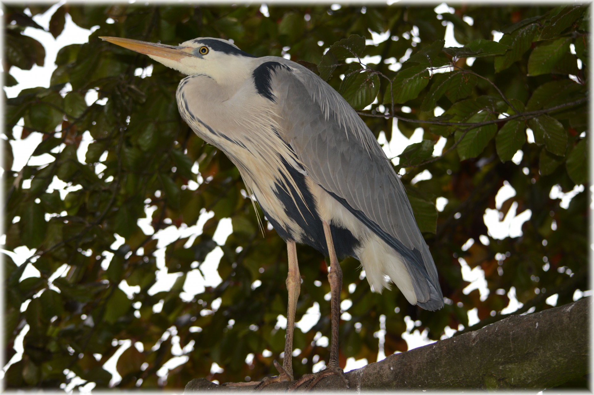 heron bird animal free photo