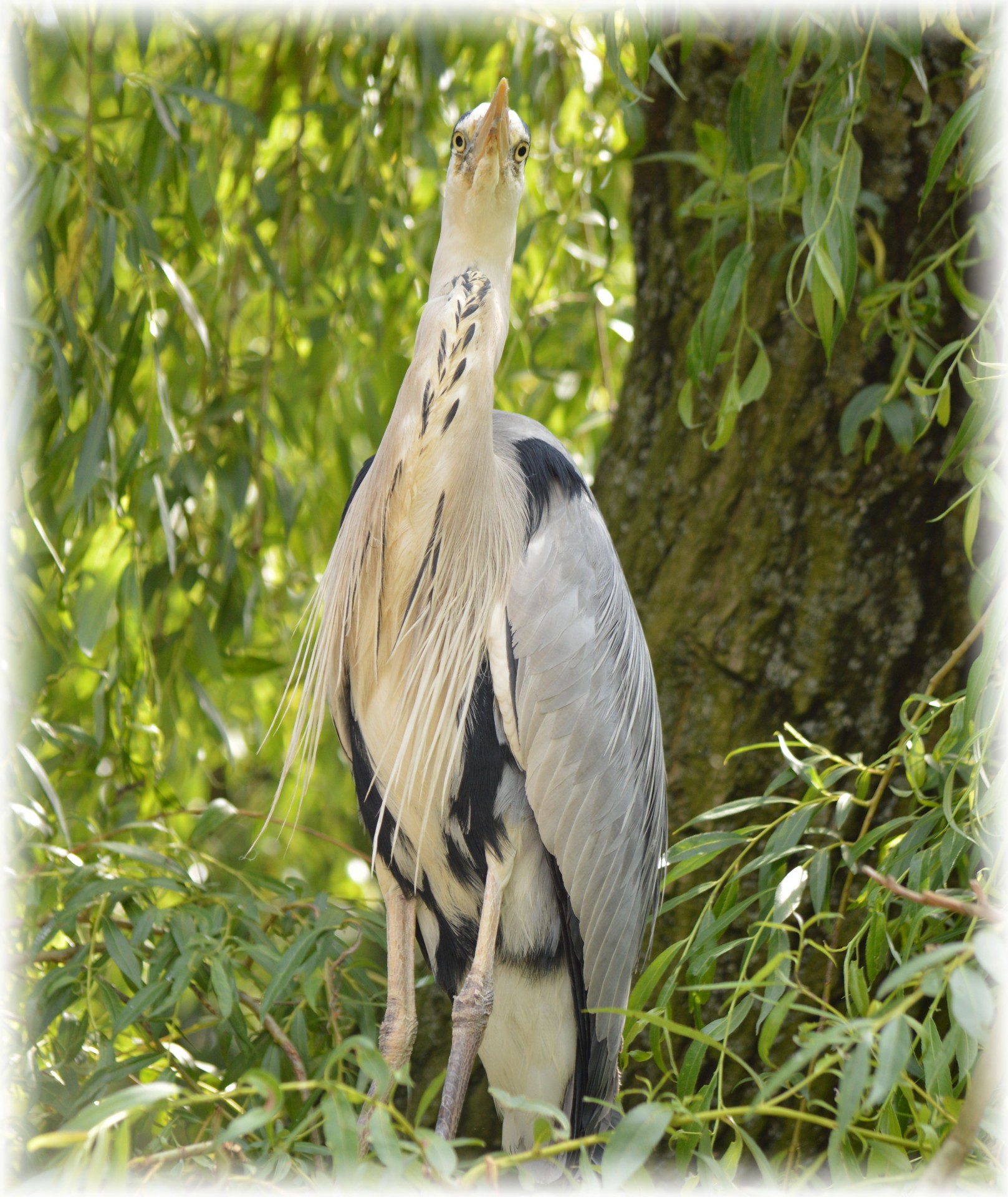 heron bird animal free photo