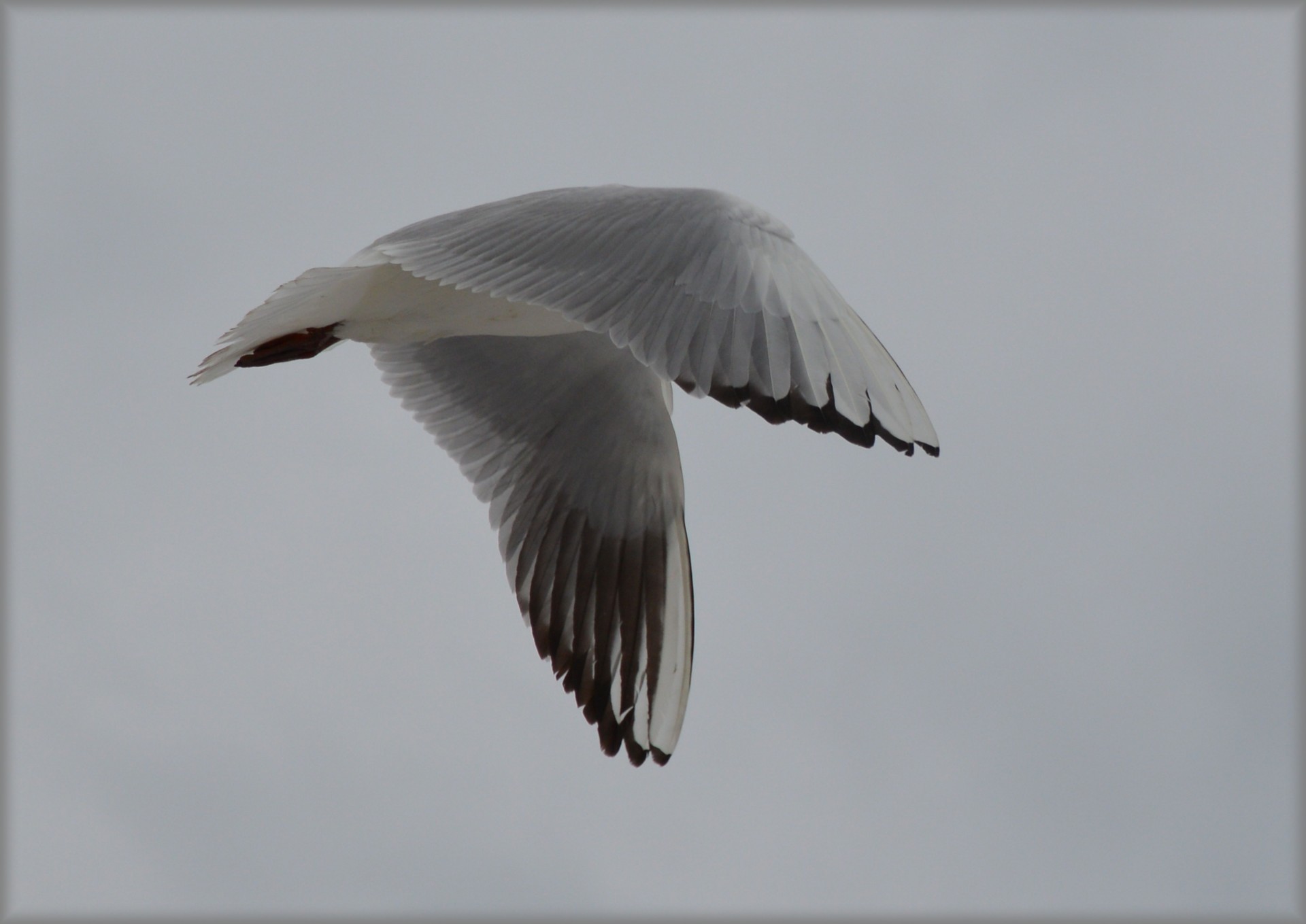 heron bird animal free photo