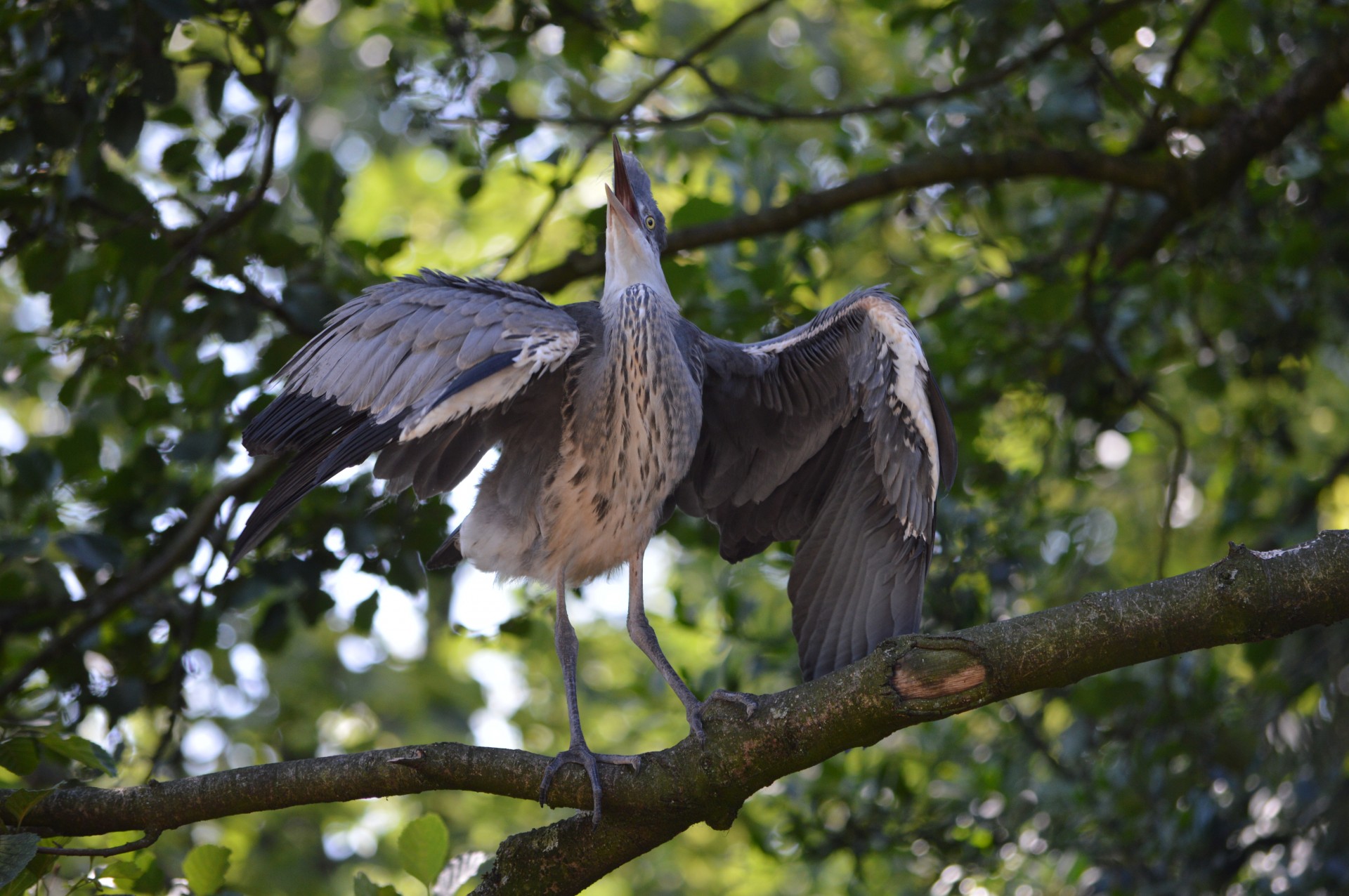 heron black young free photo