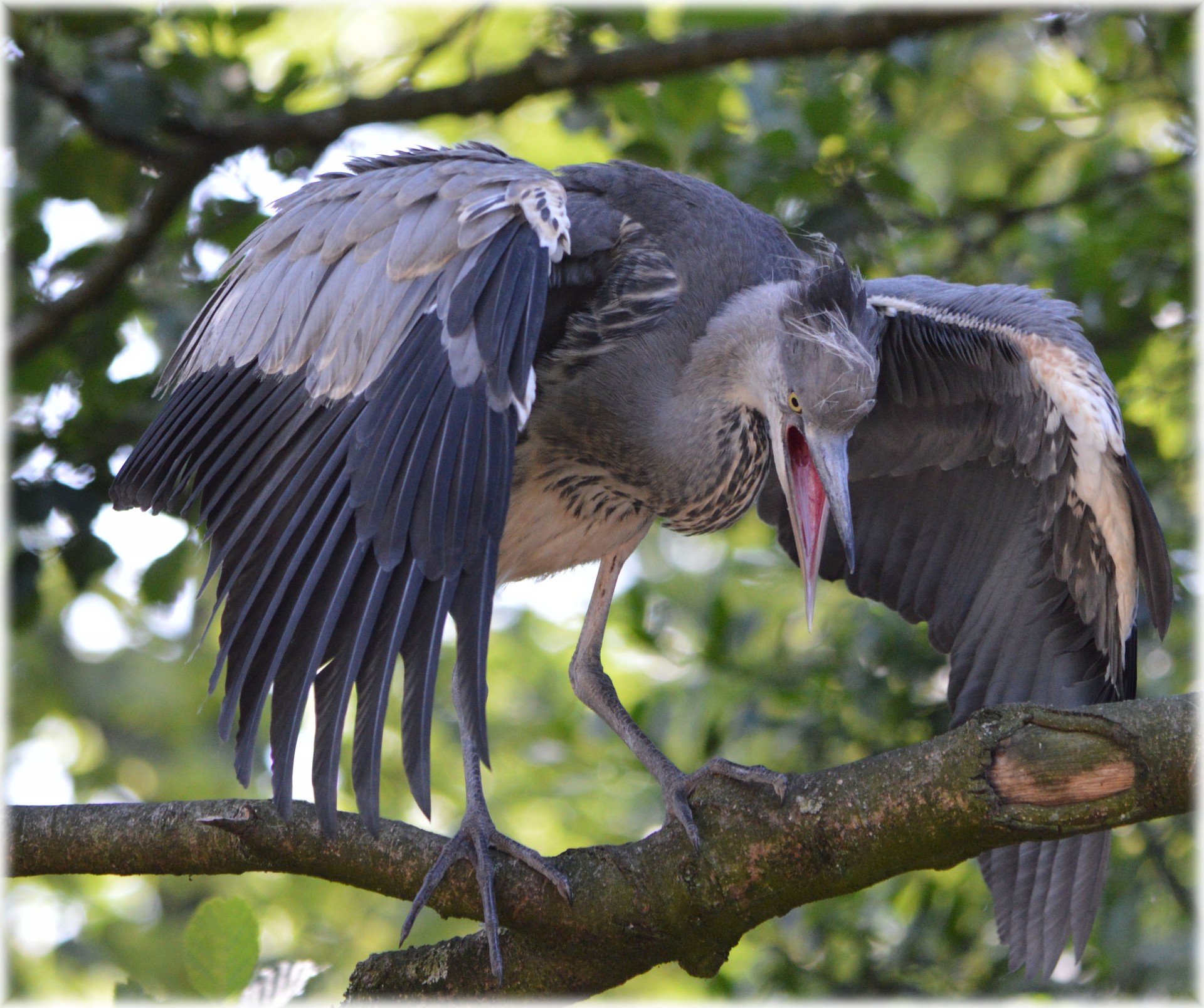 heron black young free photo