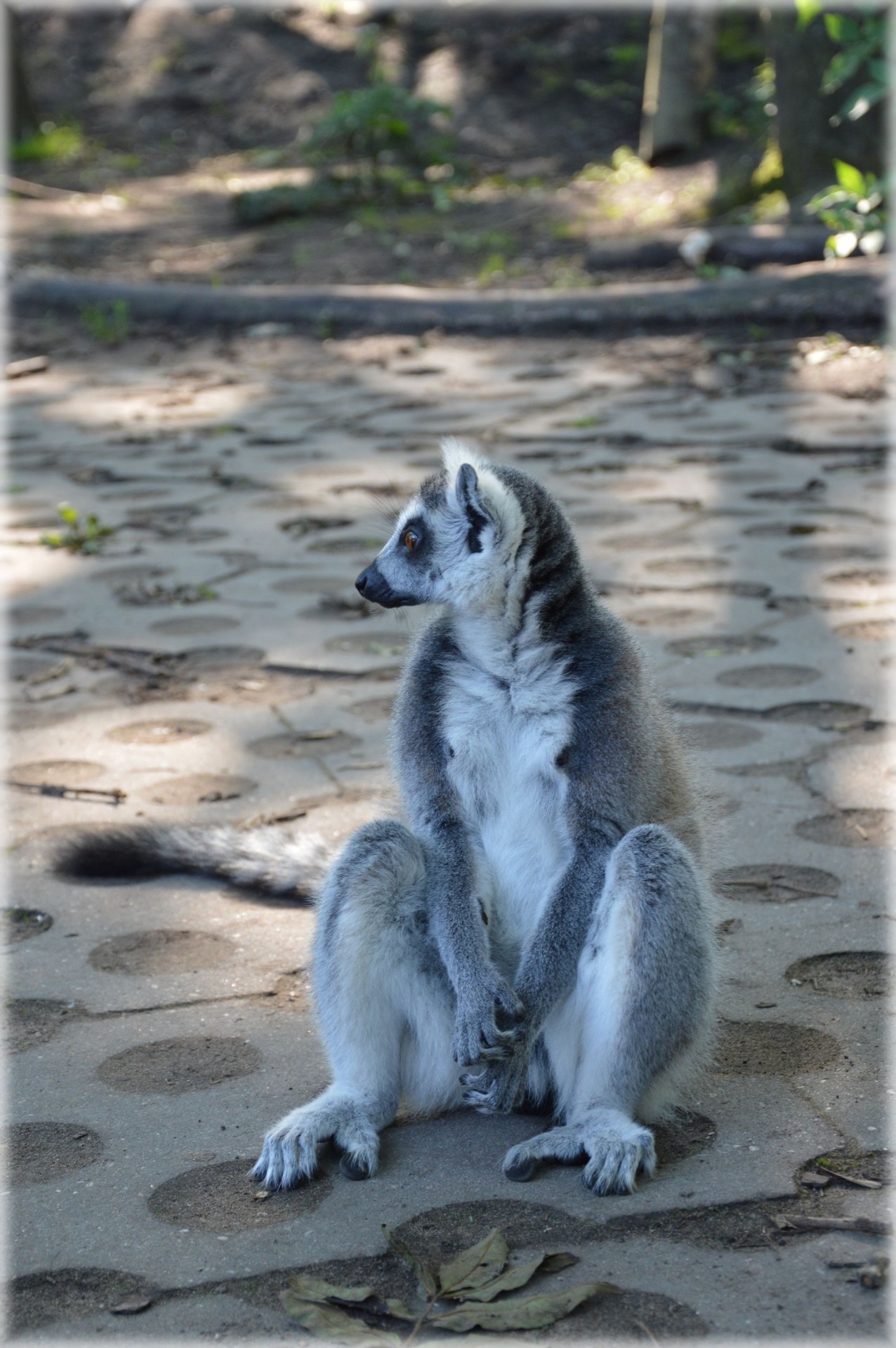 ring-tailed lemur zoo lemur free photo