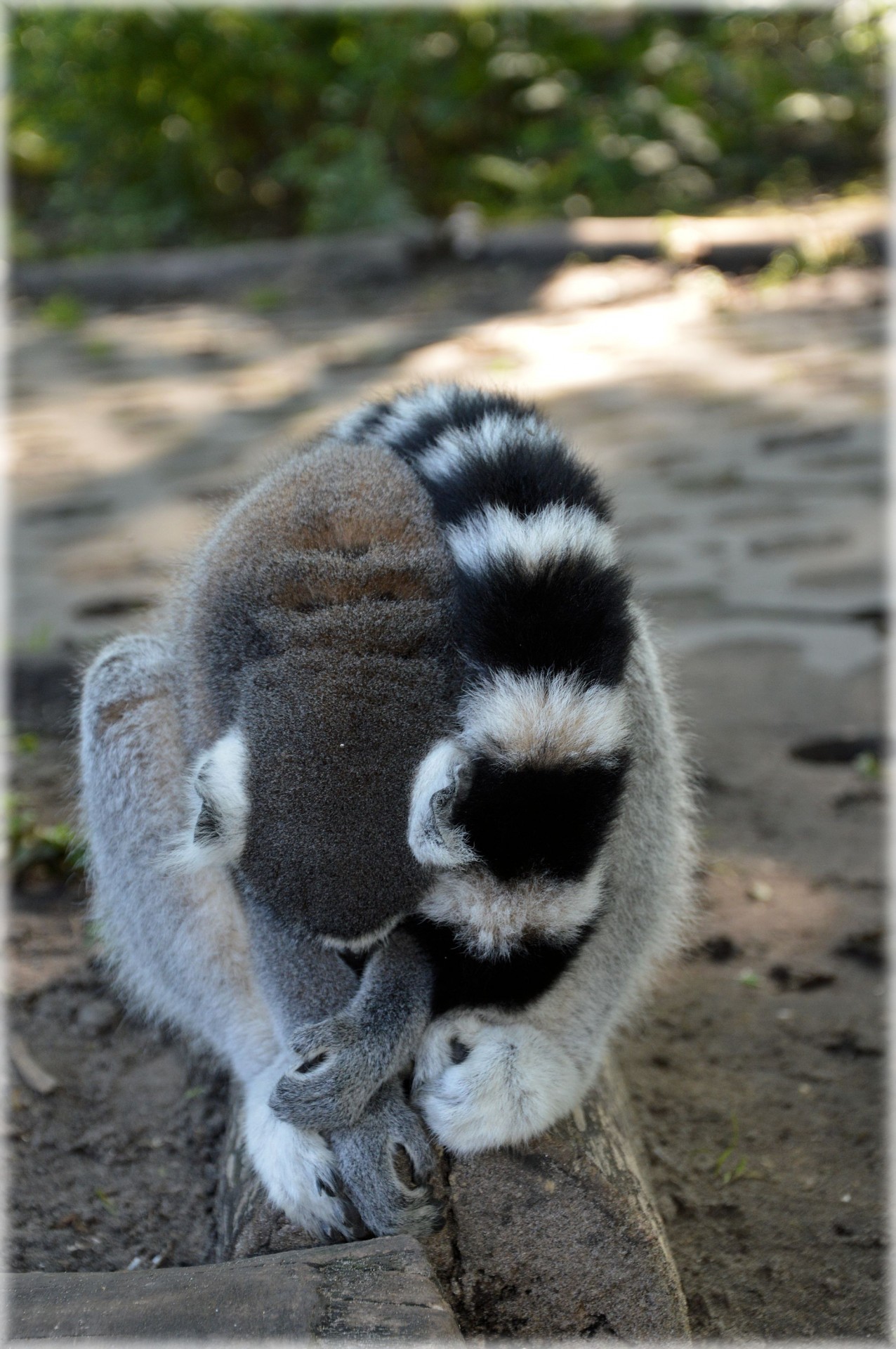 ring-tailed lemur zoo lemur free photo