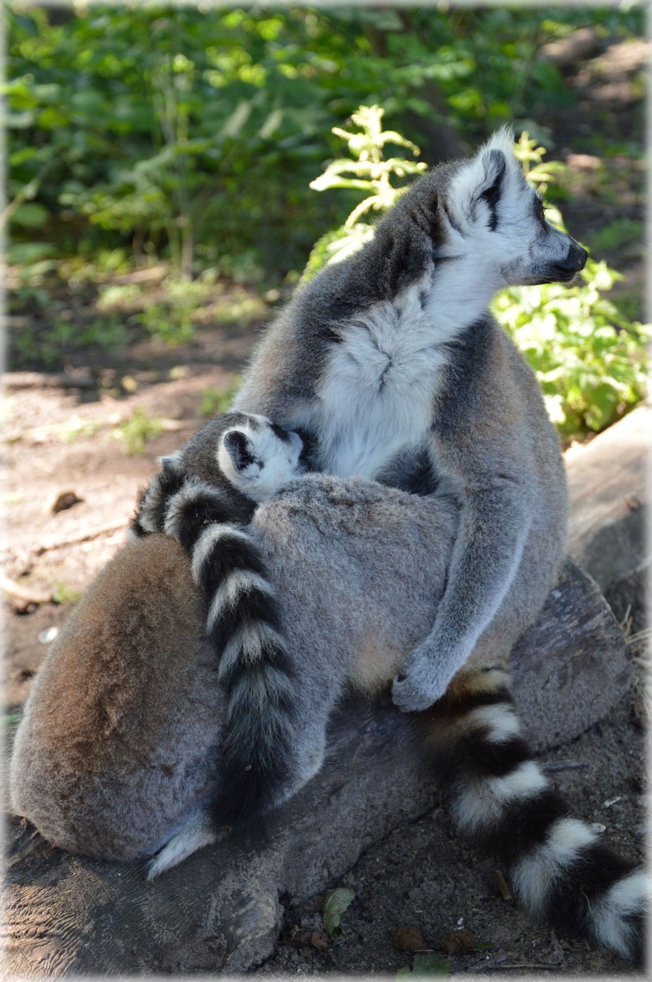ring-tailed lemur zoo lemur free photo