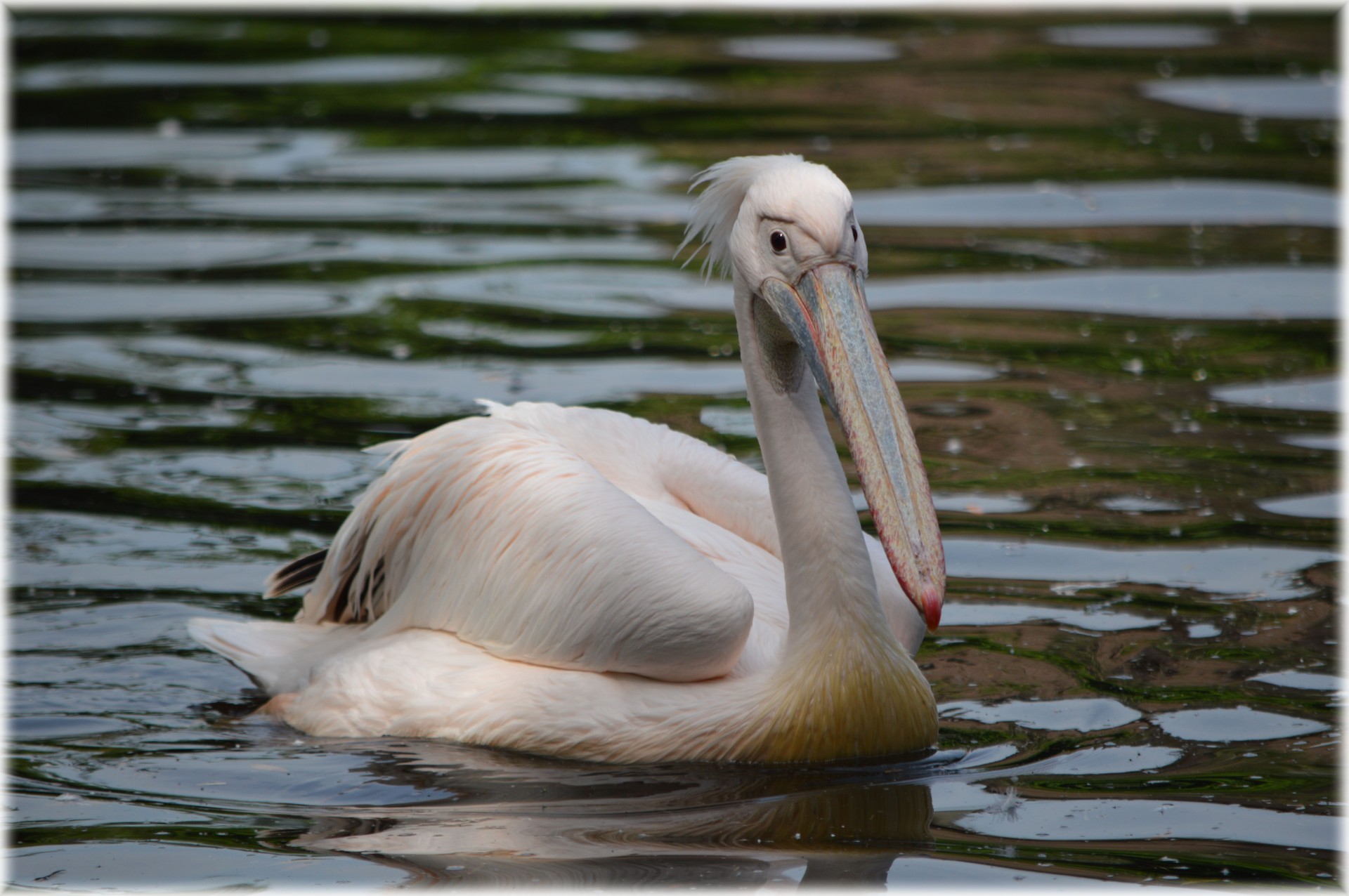 pelican pink young free photo