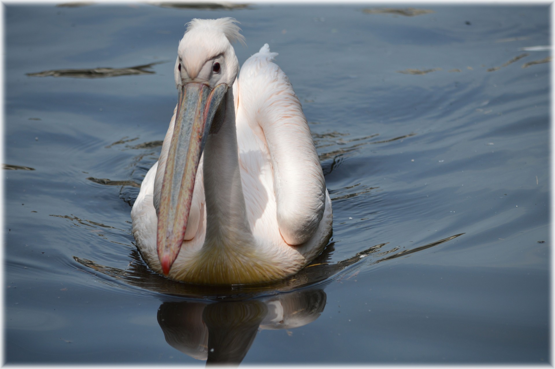 pelican pink young free photo