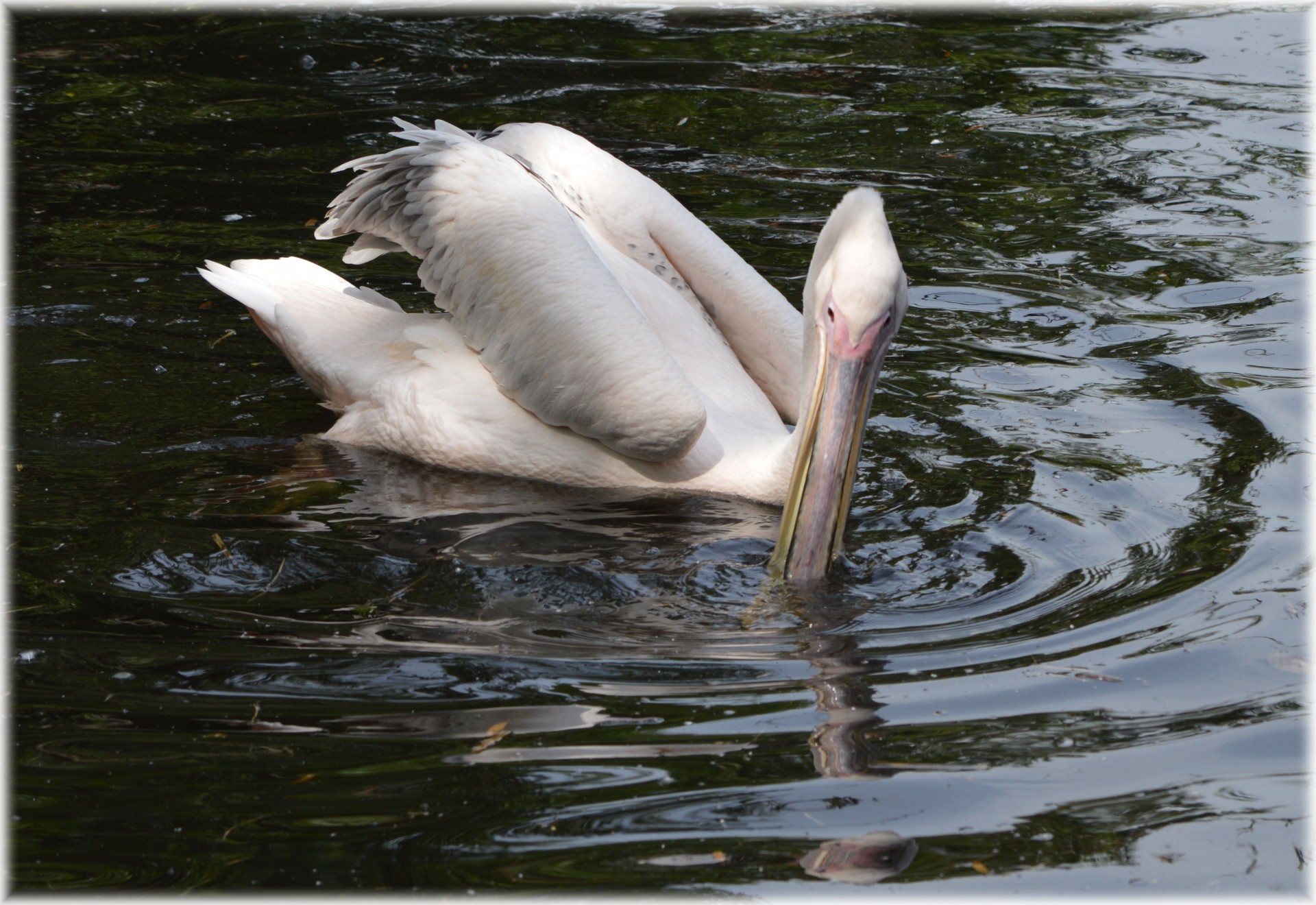 pelican pink young free photo