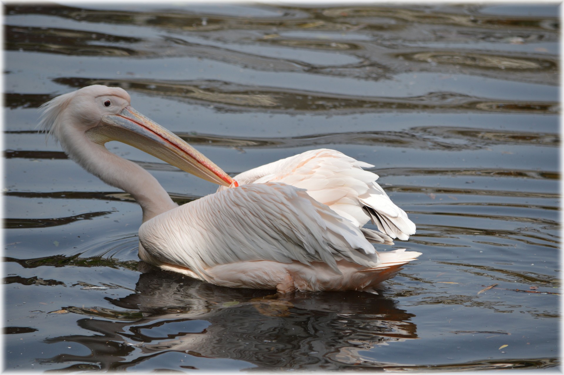 pelican pink young free photo