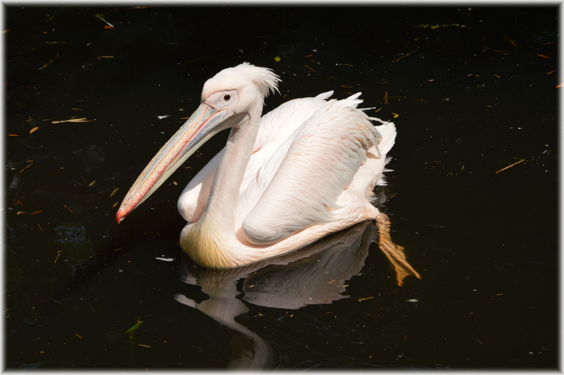 pelican pink young free photo