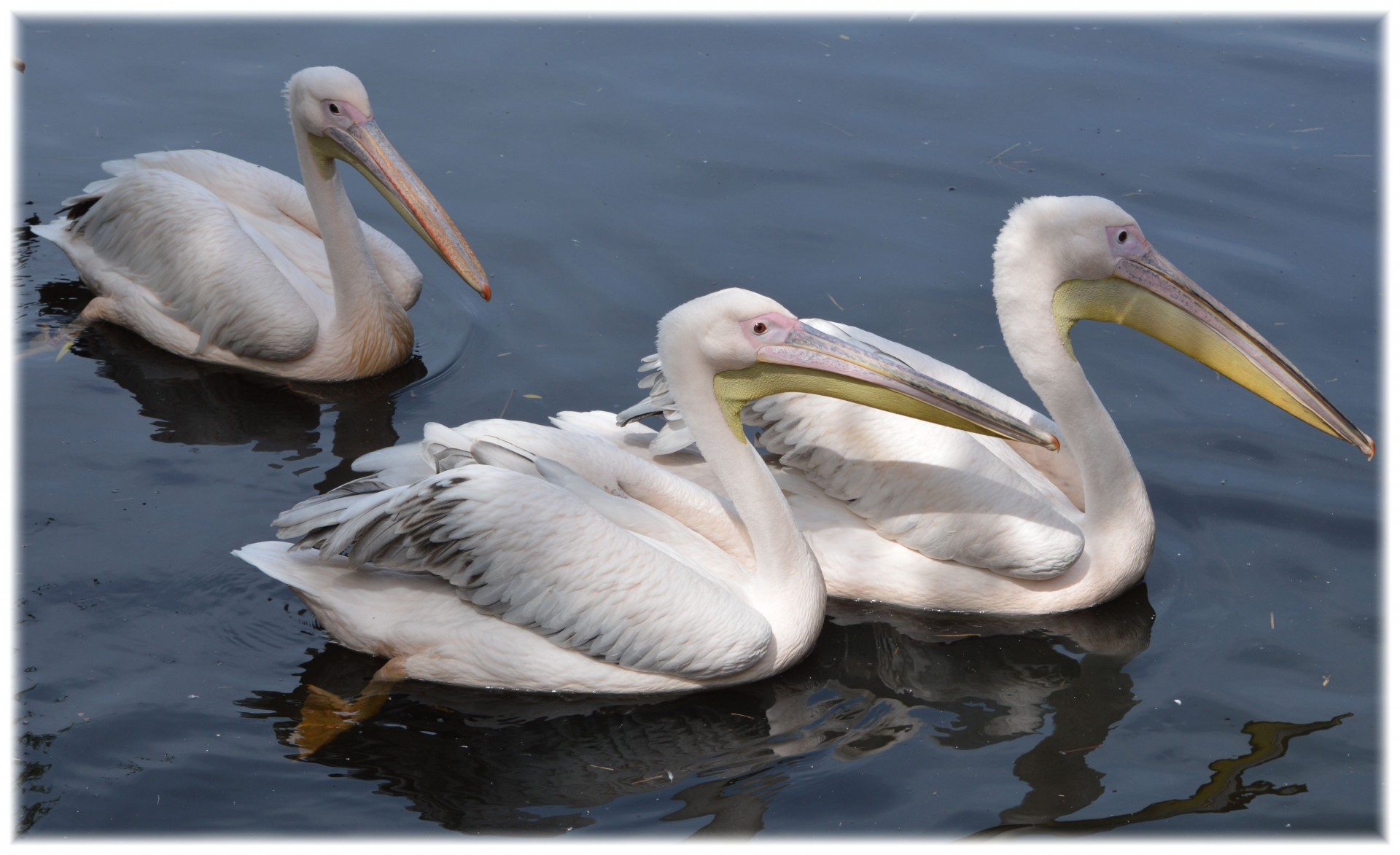pelican pink young free photo