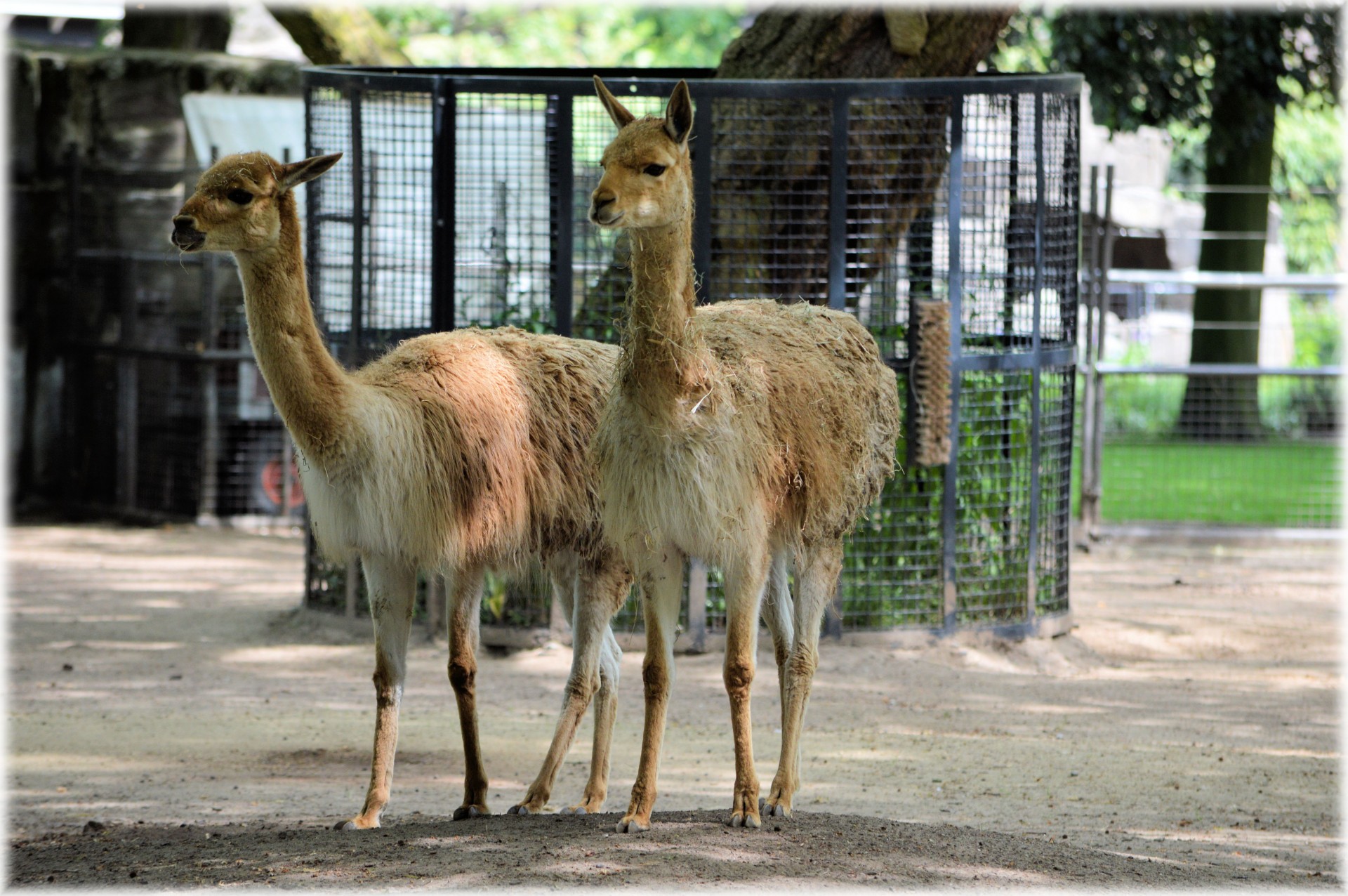 llama animal zoo free photo