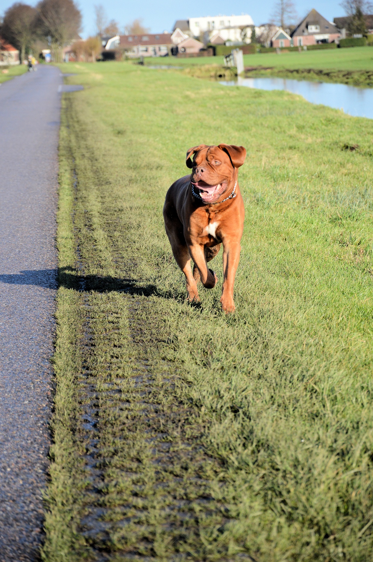 bordeaux dog guard free photo