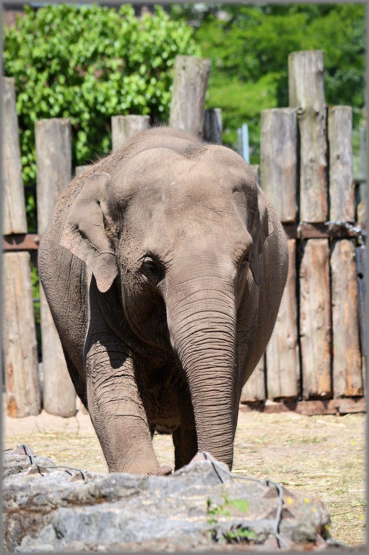 asia elephant zoo free photo