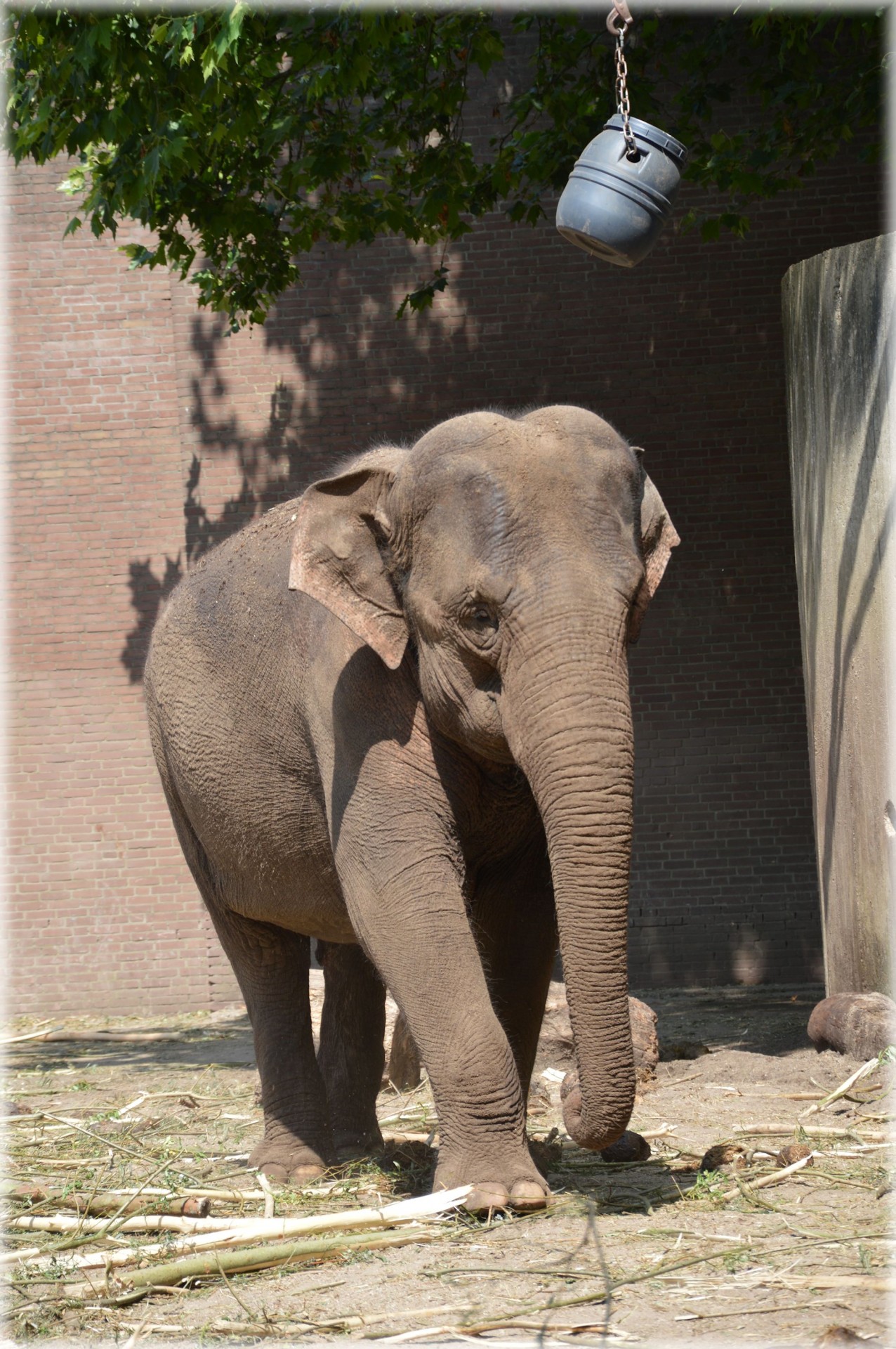 asia elephant zoo free photo