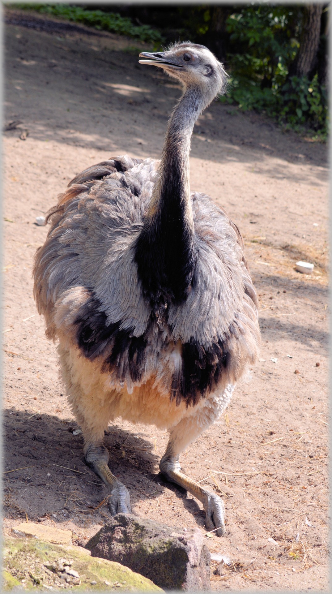 ostrich african flightless bird free photo