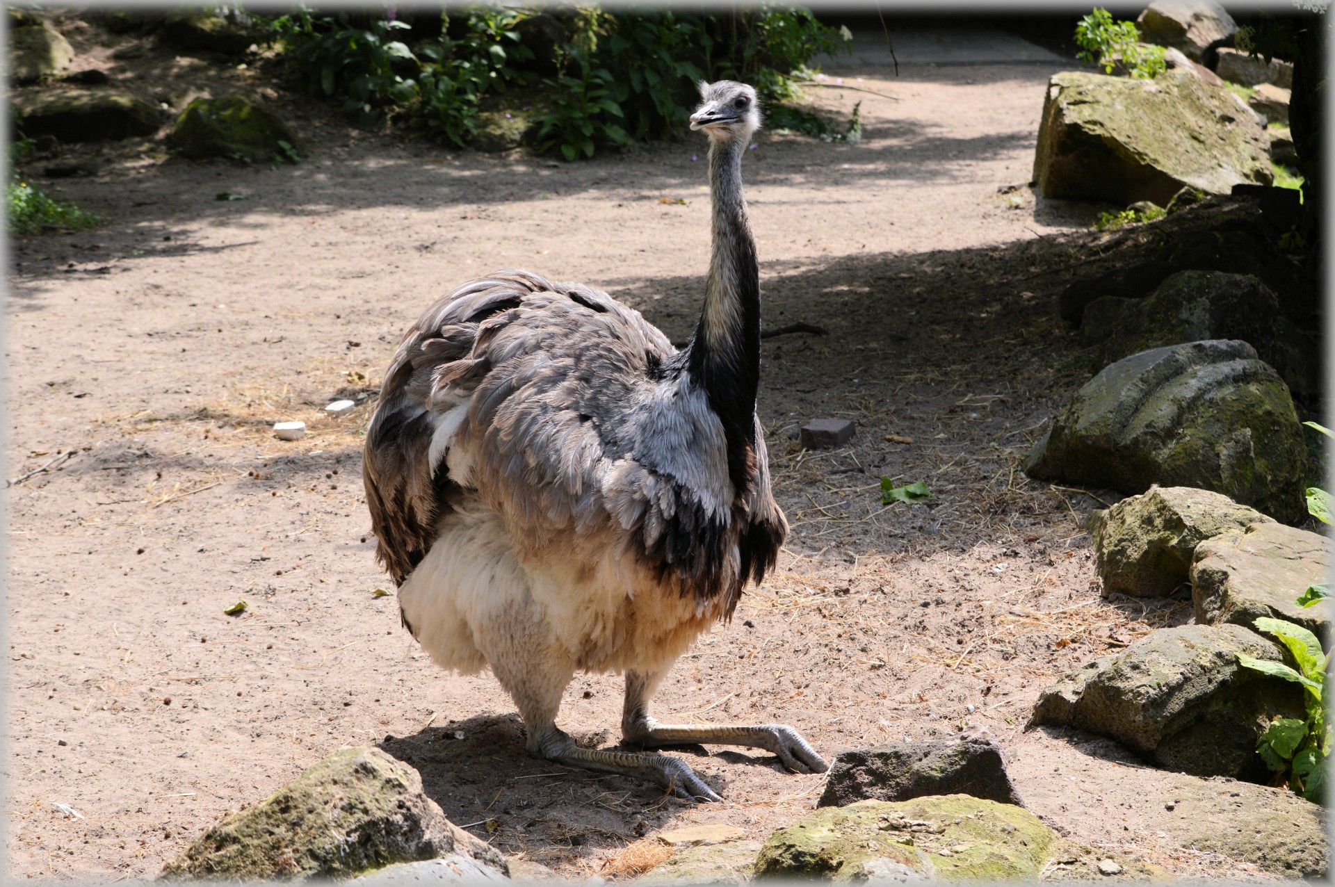 ostrich african flightless bird free photo