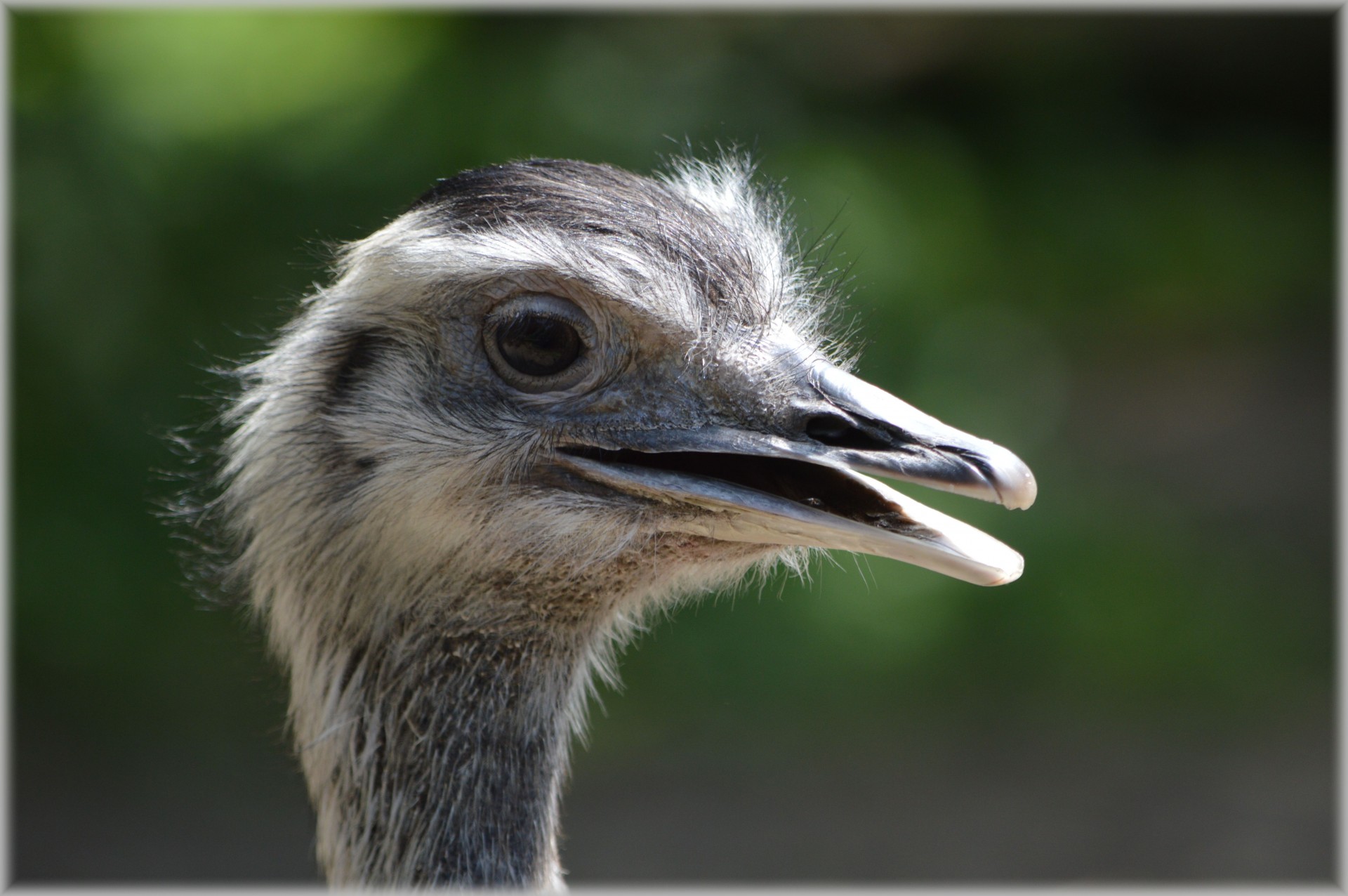 ostrich african flightless bird free photo