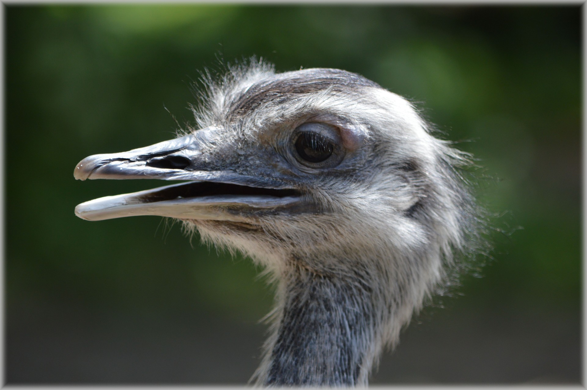 ostrich african flightless bird free photo