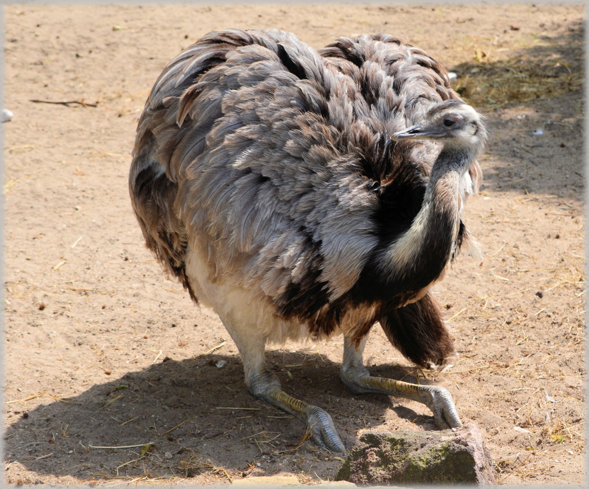 ostrich african flightless bird free photo