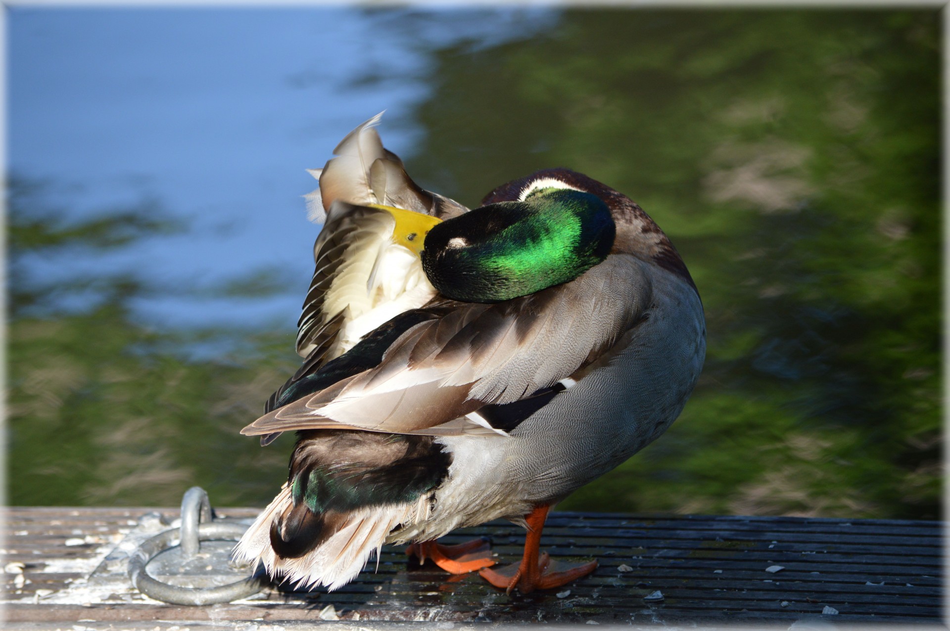 duck water animal free photo