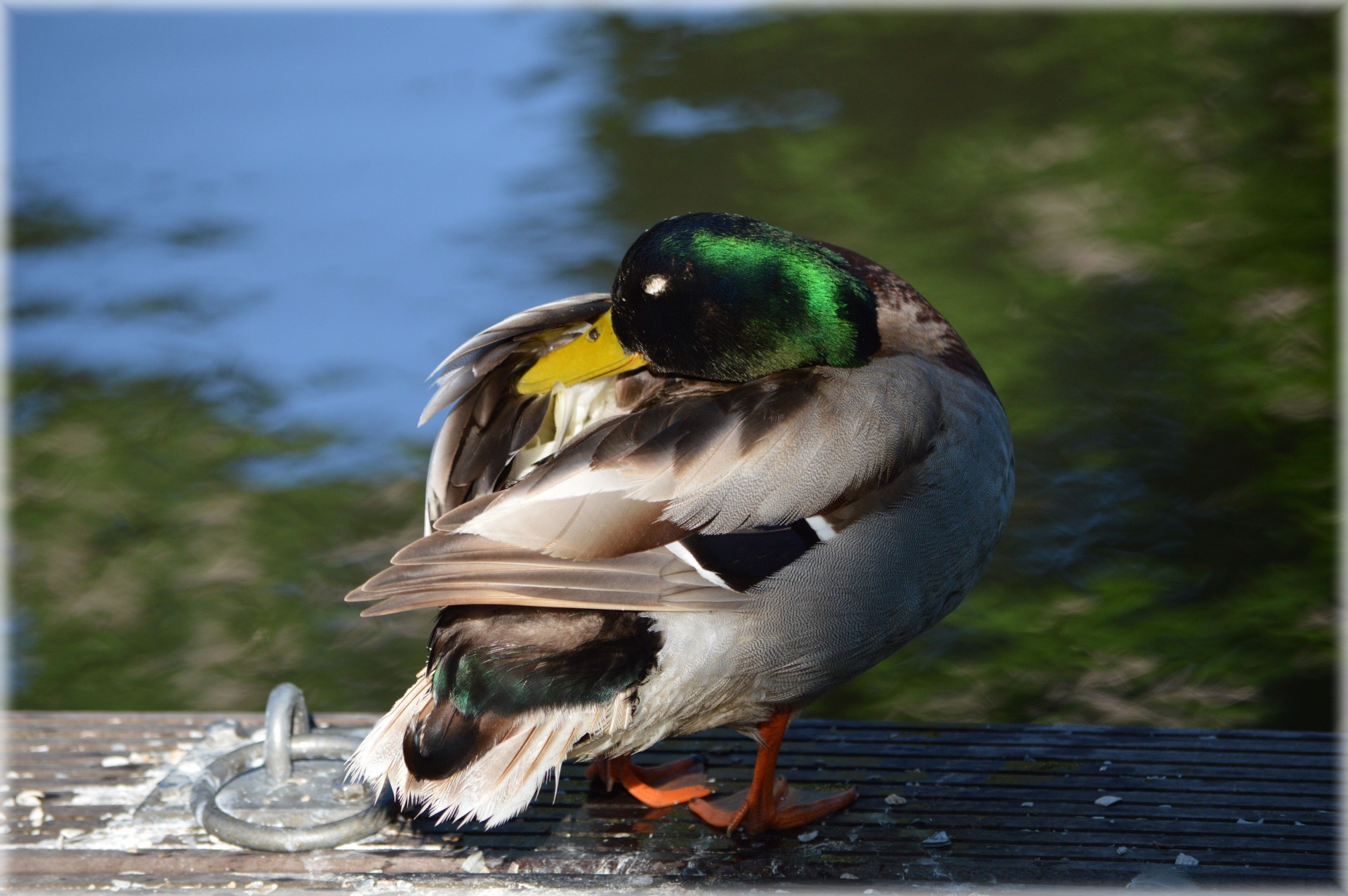 duck water animal free photo