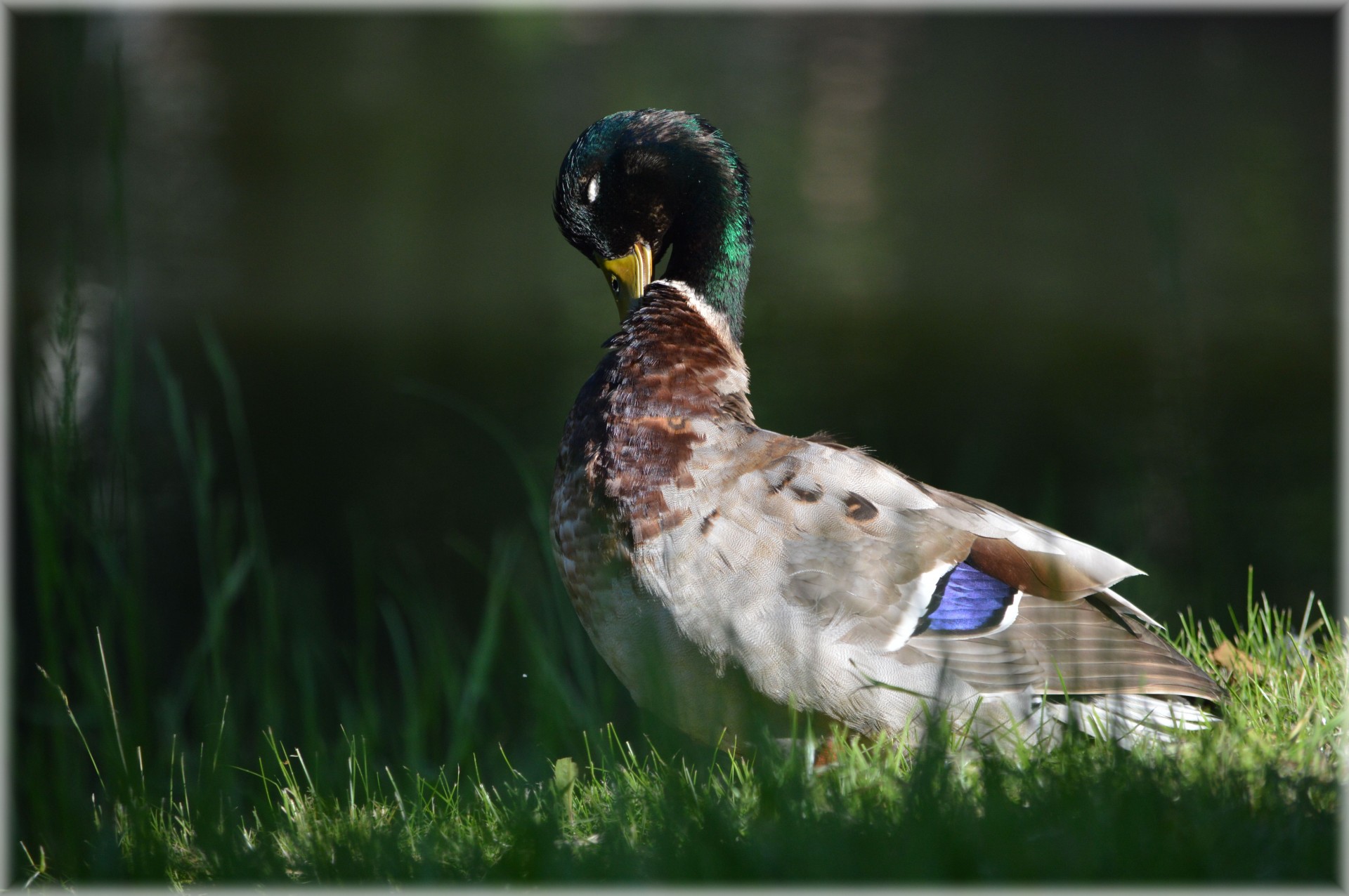 duck water animal free photo