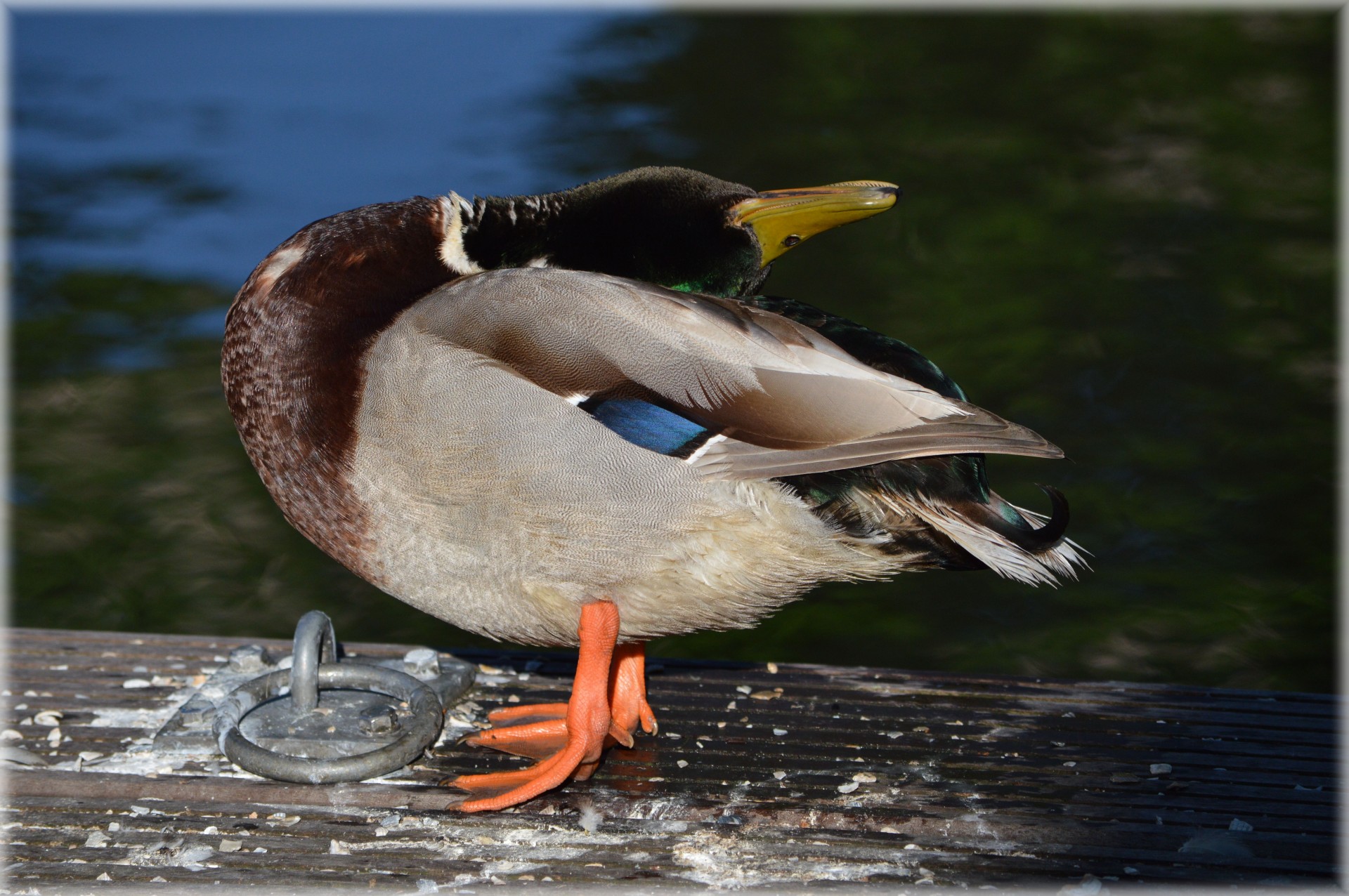 duck water animal free photo